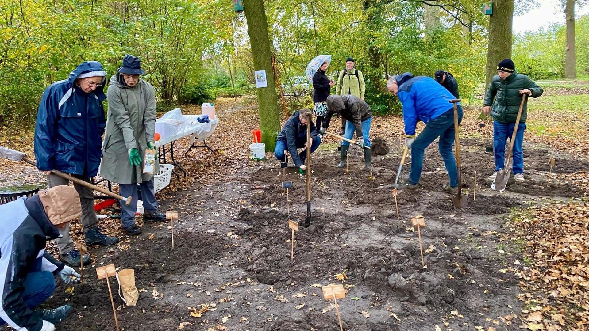 Duizend biologische bloembollen geplant in de regen