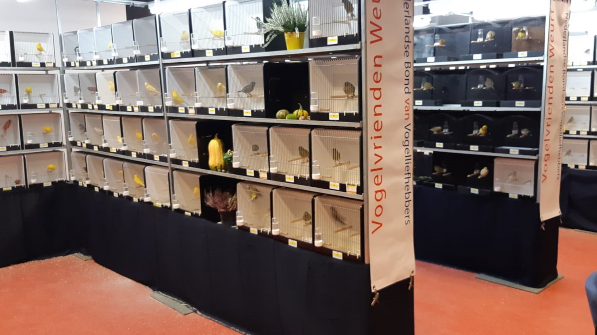 Vogelvrienden Weurt verzorgt Vogelshow
