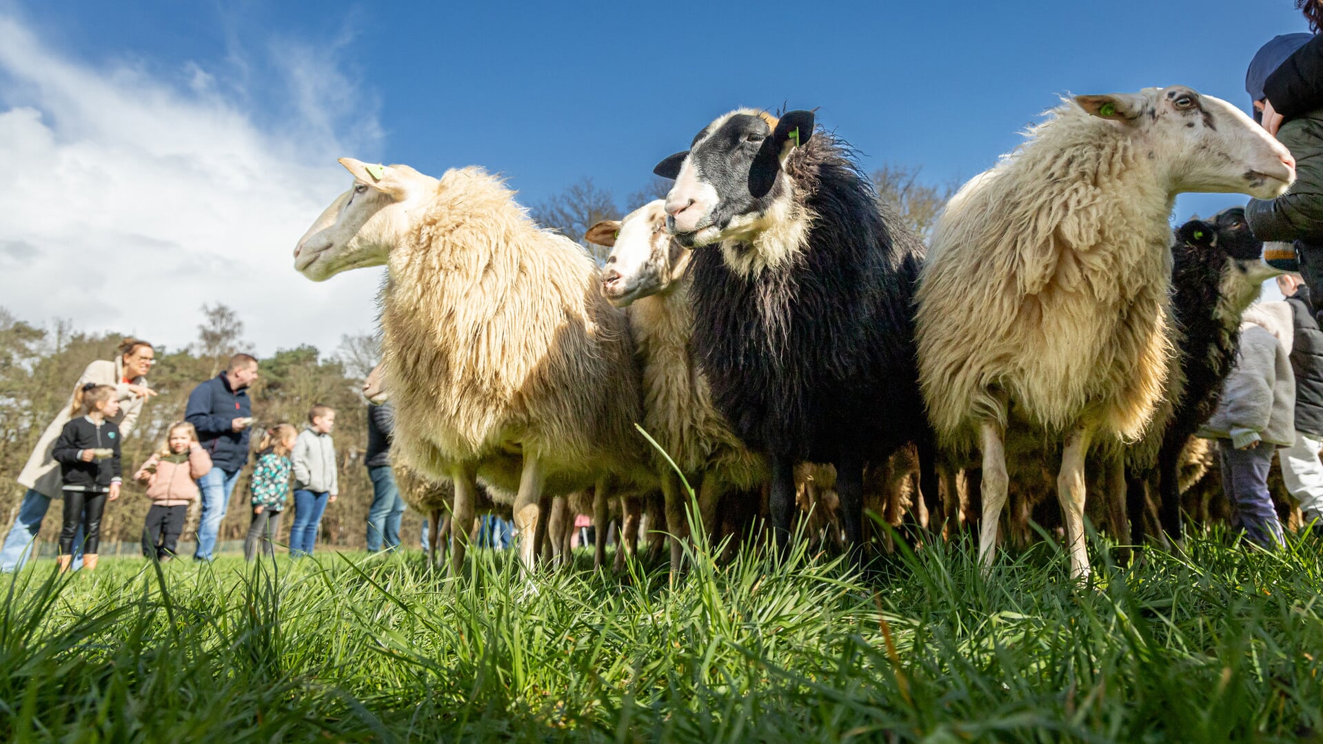 Wolfeest & Streekmarkt