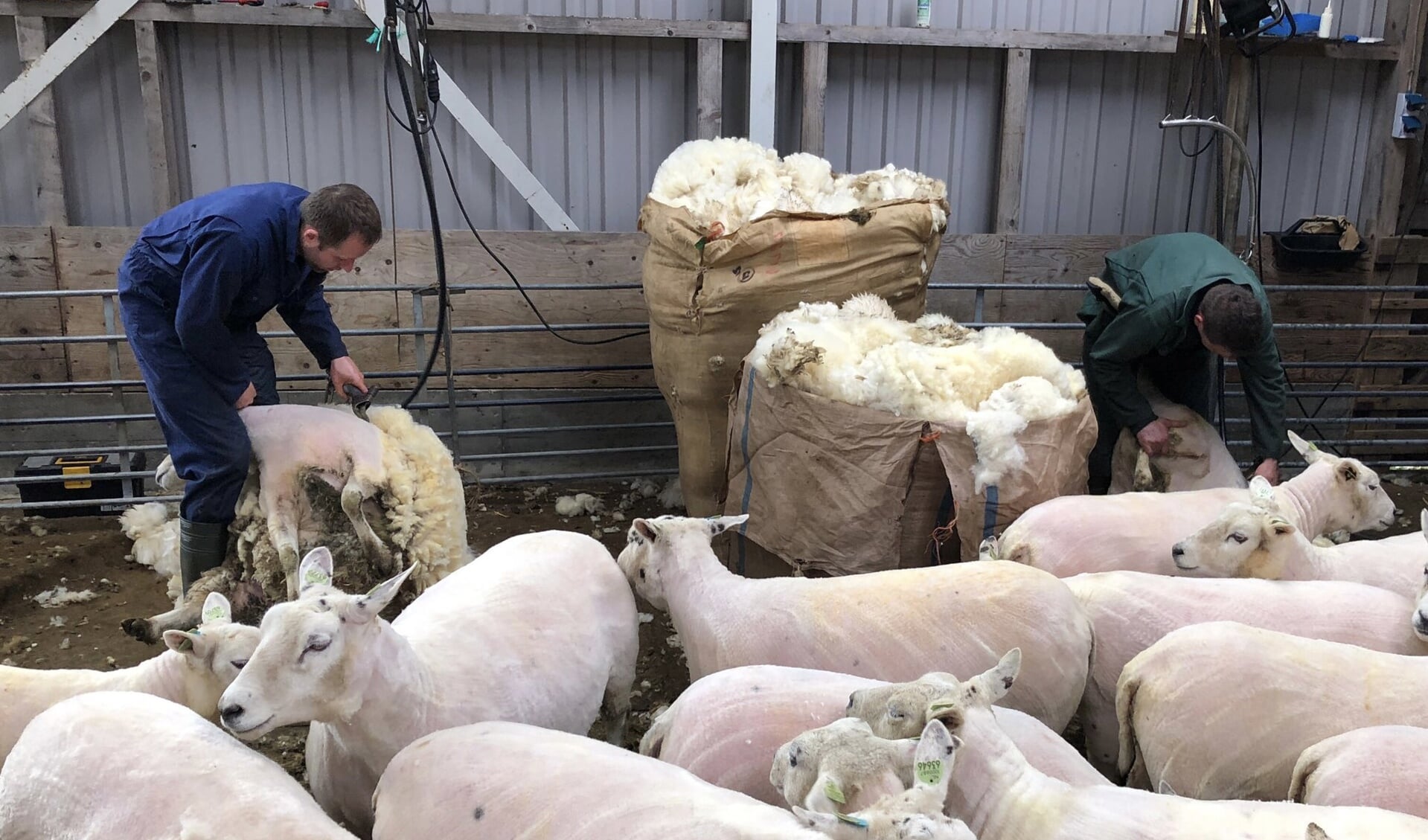 Schapen scheren en voorjaar in Cornwerd