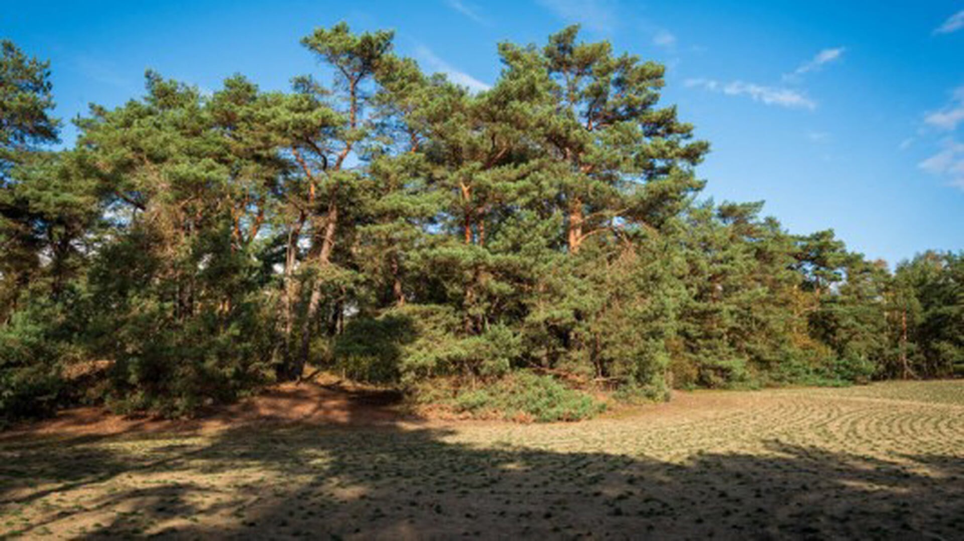 Wandeling op landgoed Junne uitgeroepen tot Wandelroute 2025