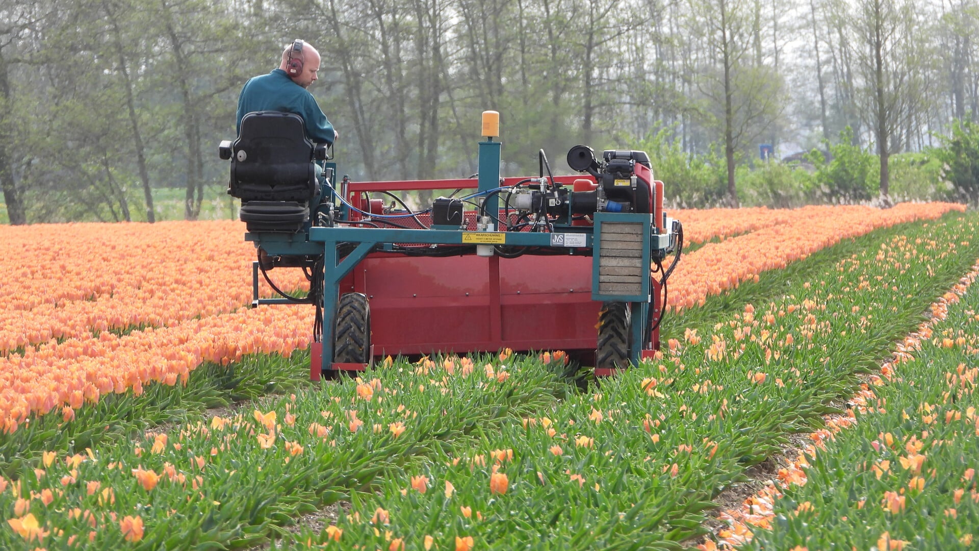 Tulpen worden alweer gekopt