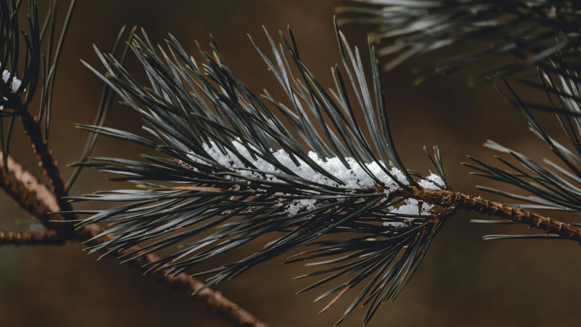 Kerstwandeling Breezand