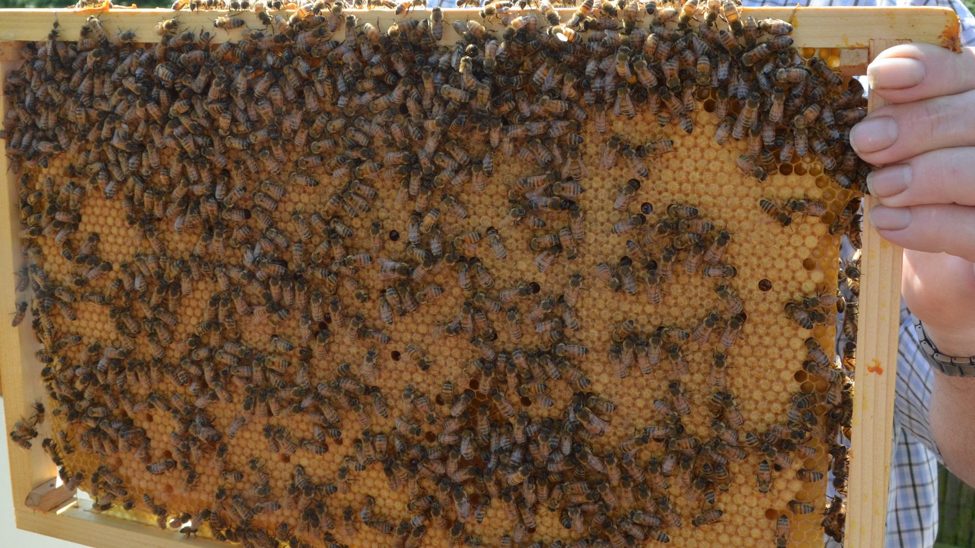 Open Dag Bijenhouden: ontdek de wereld van de honingbij