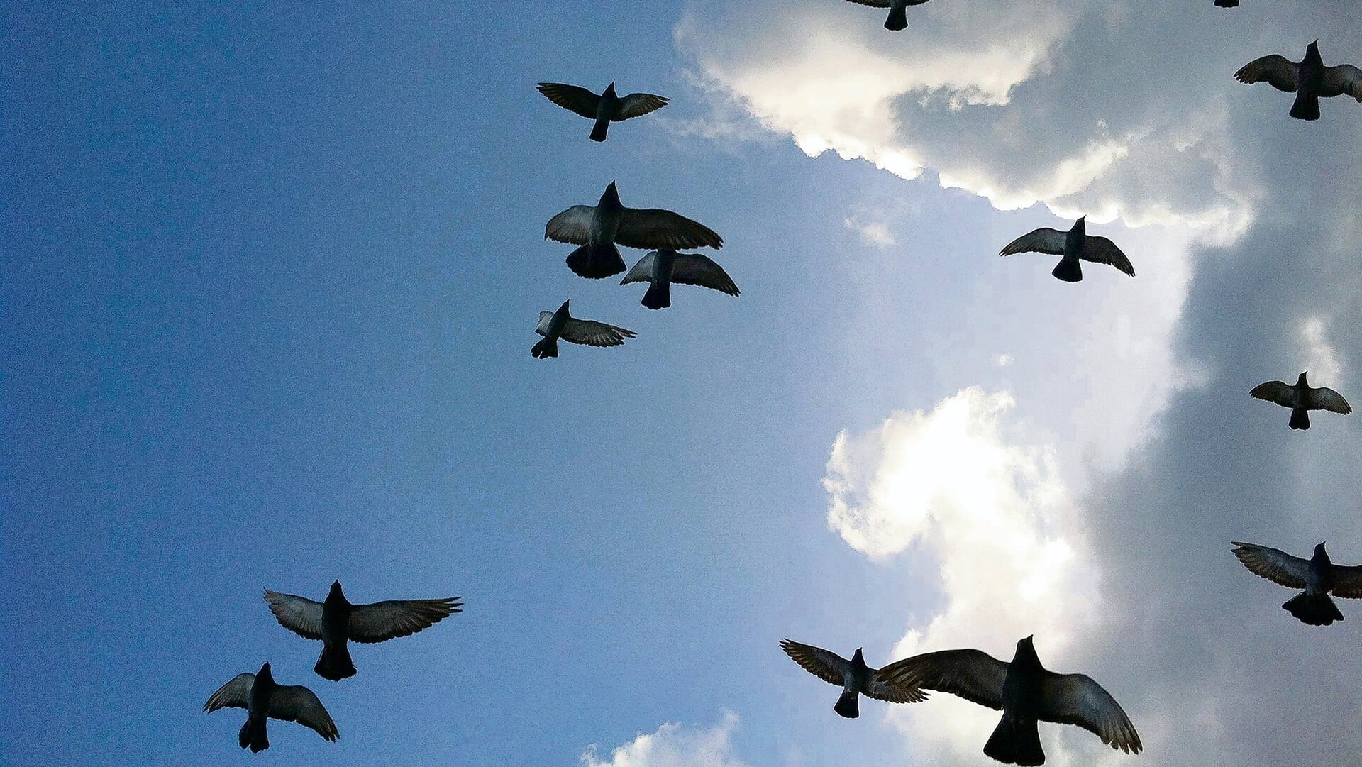Lezing over trekvogels
