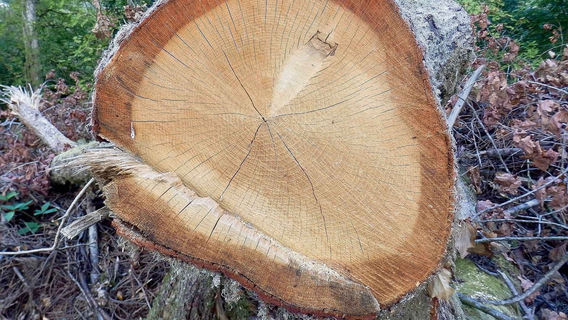 Doe mee aan de Nationale Natuurwerkdagen: help mee in jouw buurt!