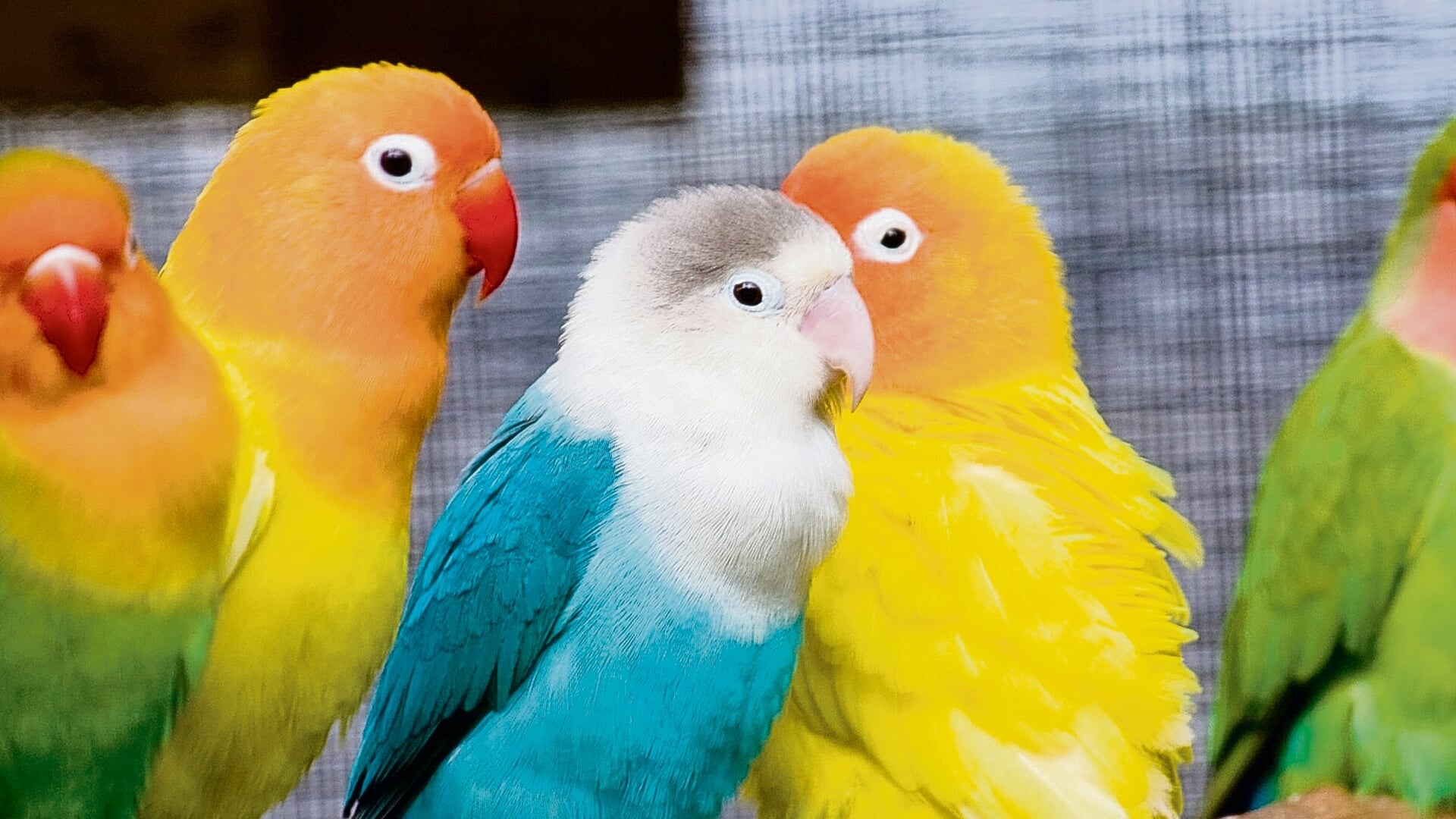 Vogelshow bij Vogelvrienden en Vogelvreugd