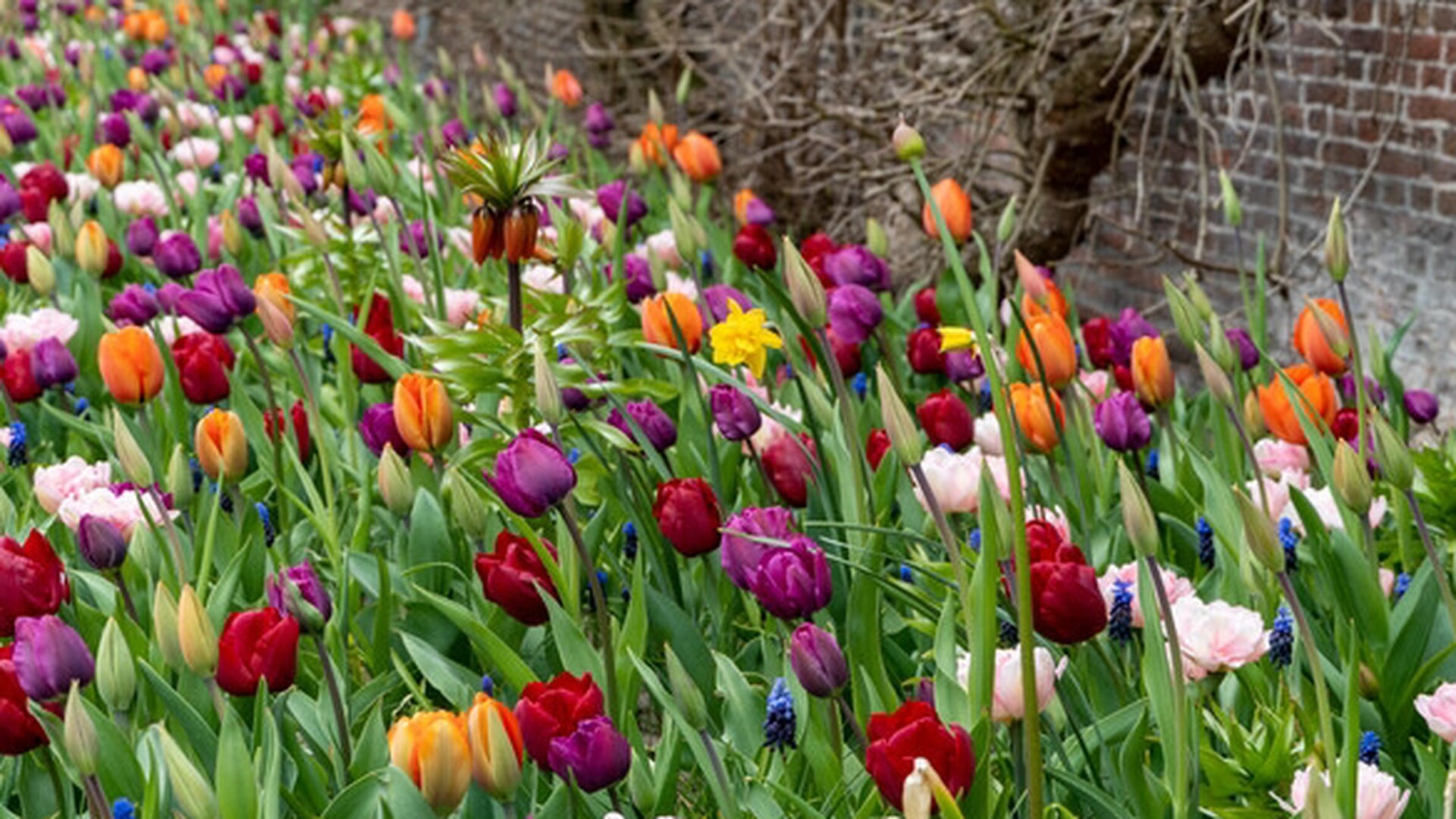 Derde tulpenkeuring in Breezand