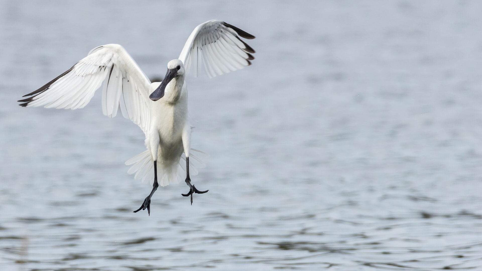 Bekijk de vogels op het Wad bij Balgzand