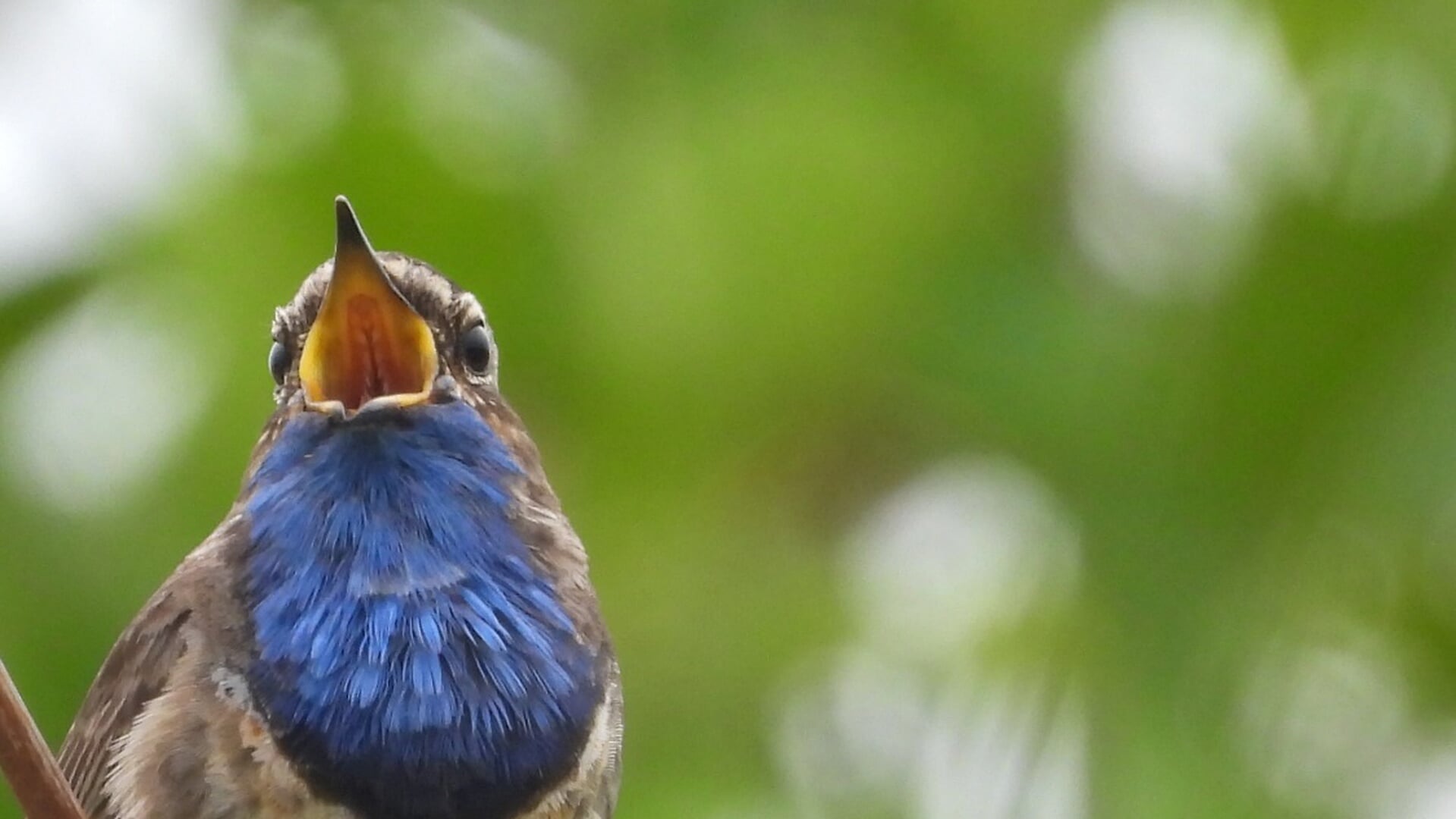 Lezing in Castricum over vogelgeluiden: Waarom zingen vogels?