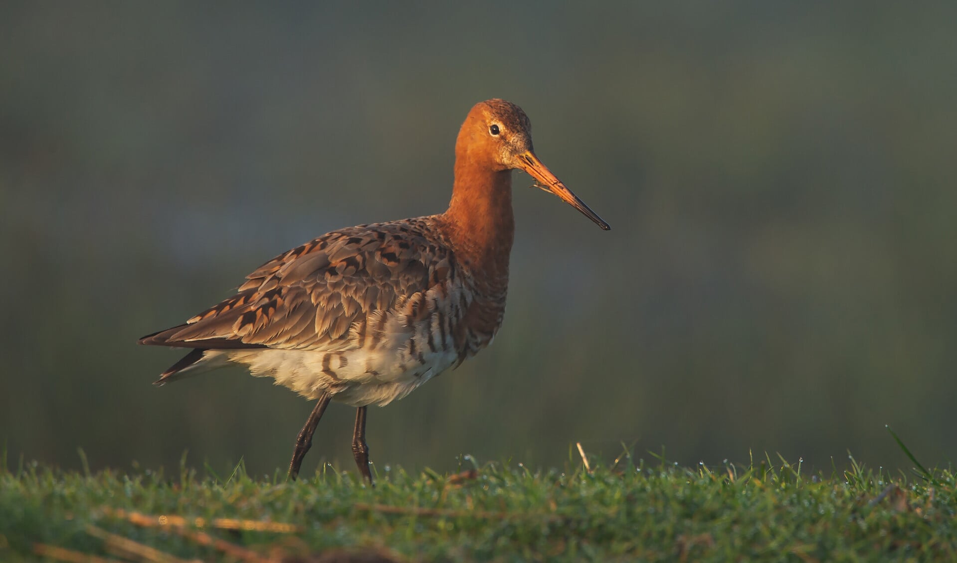 De weidevogels keren terug naar de Eilandspolder