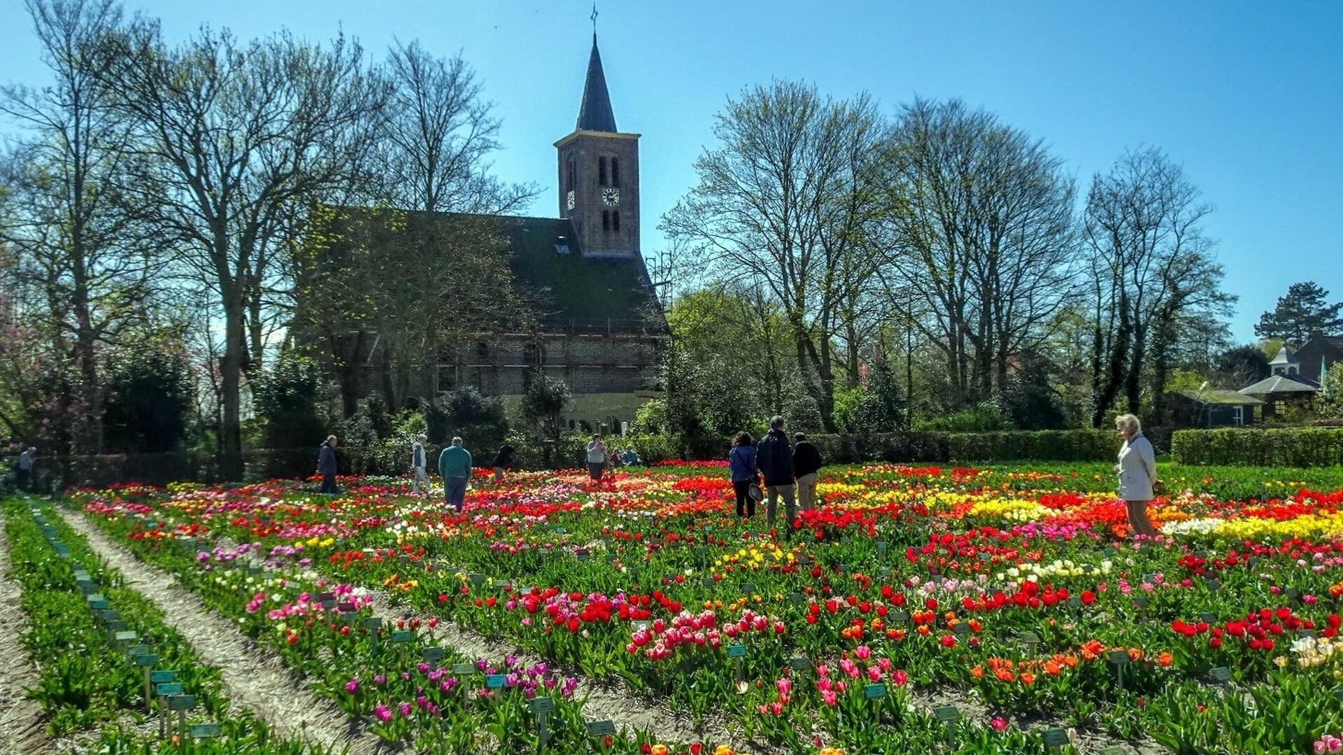 Hortus Bulborum Limmen 2025: Alles wat je moet weten! - Oozo.nl