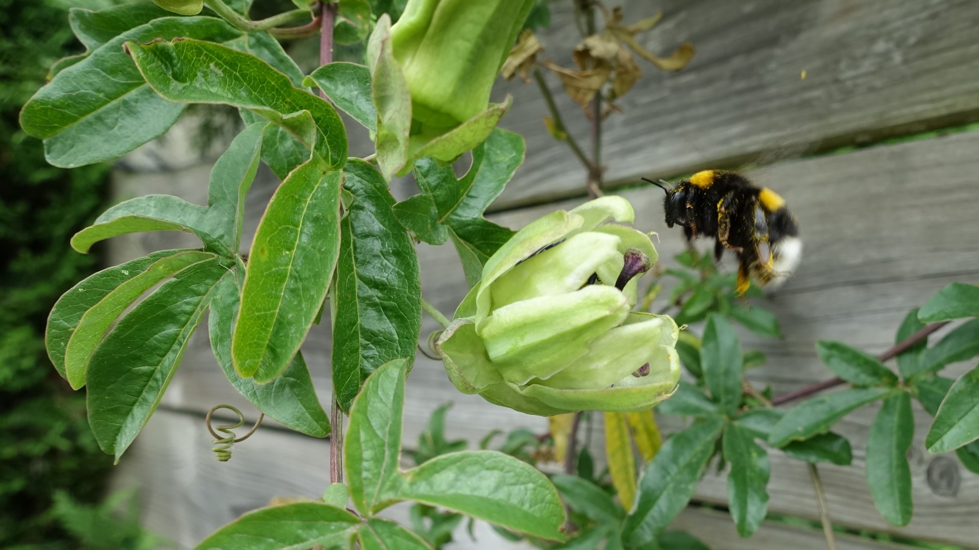 Aardhommel zweeft voor gesloten passiebloem in Schoondijke