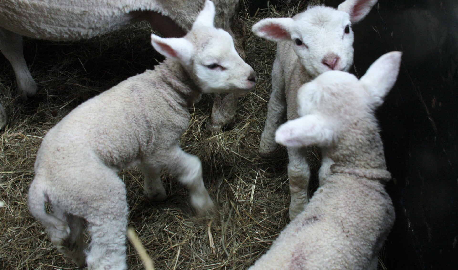 Lammetjes geboren in Tull en ‘t Waal