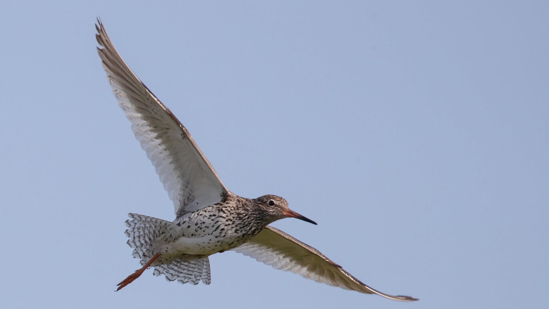 Vaarexcursie: de eerste weidevogels in het Ilperveld spotten