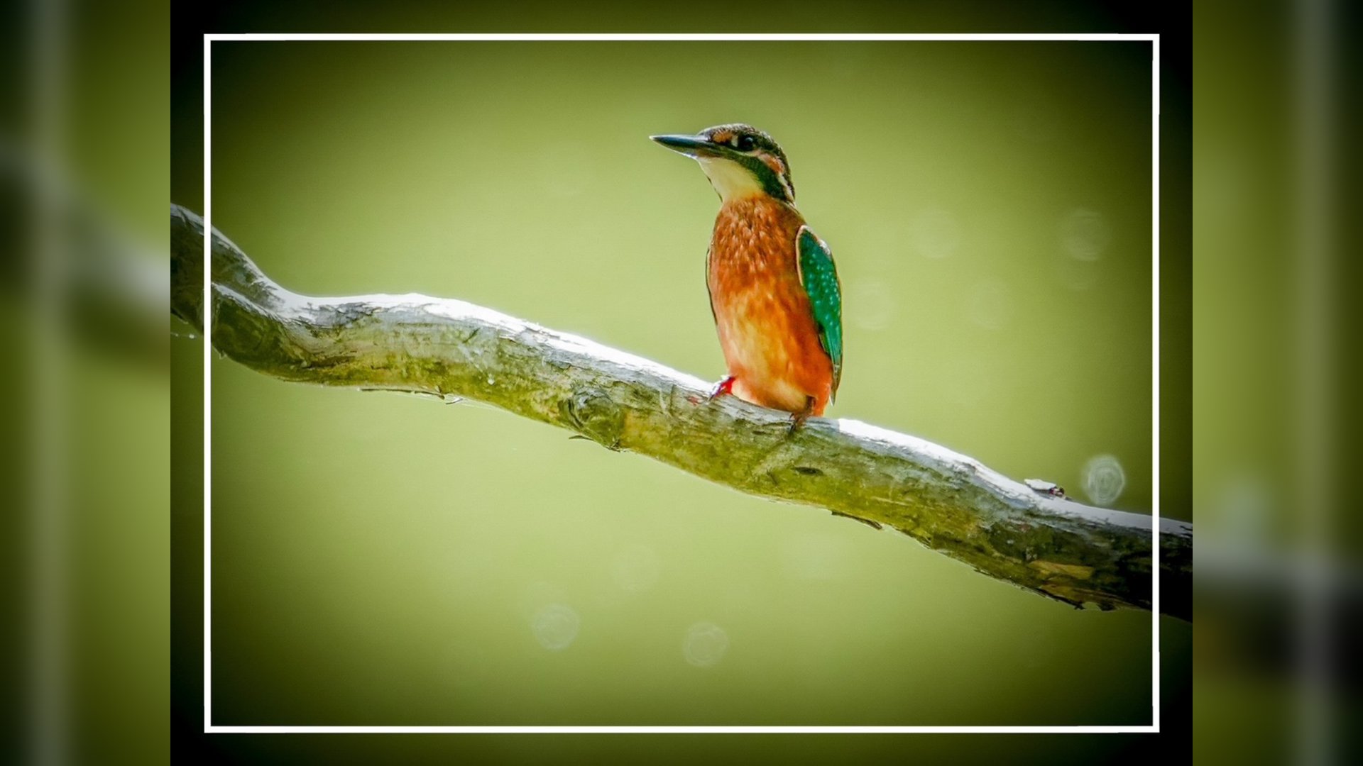 Natuurfoto--IJsvogel-laat-zich-zien-bij-de-Eendenkooi