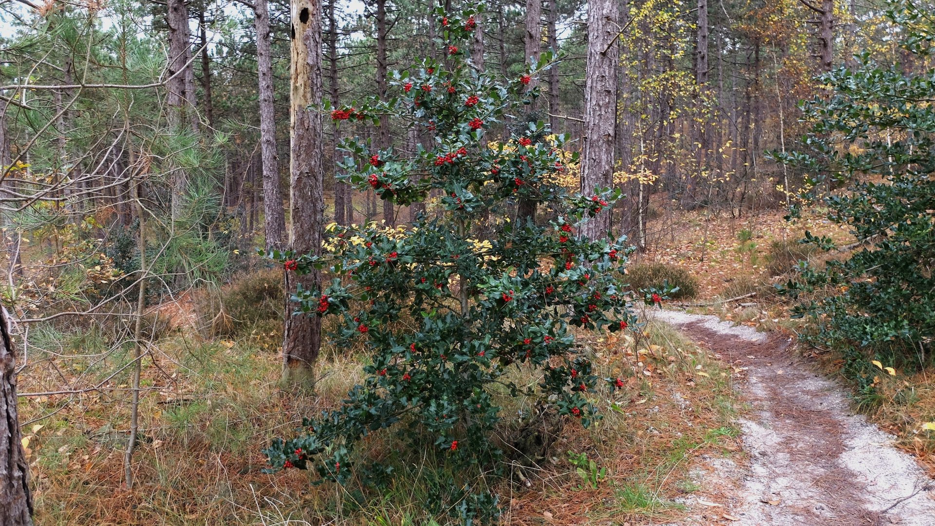 Wandelaars in duingebied genieten van hulst