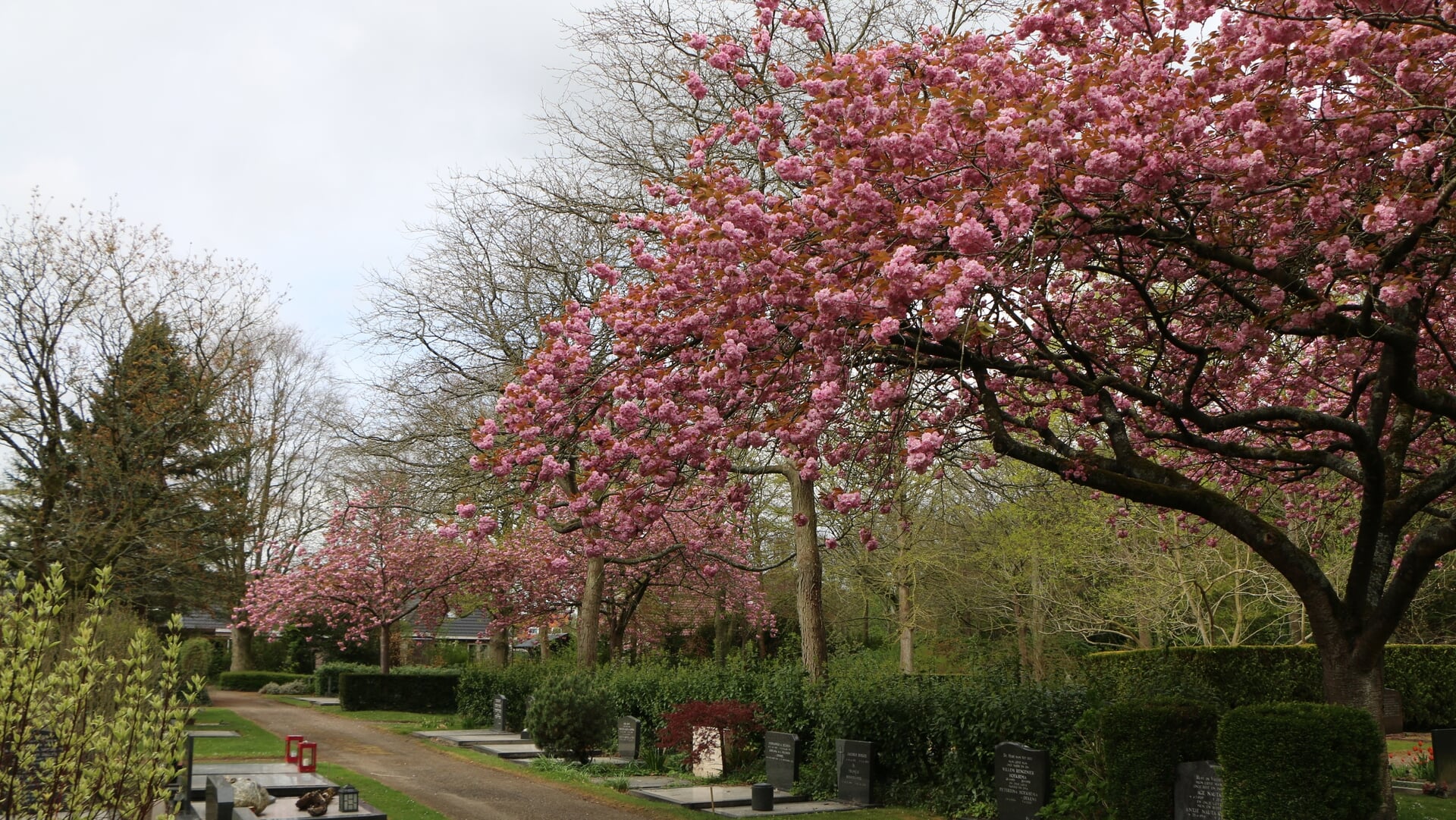Rondleiding over begraafplaats Wieringermeer