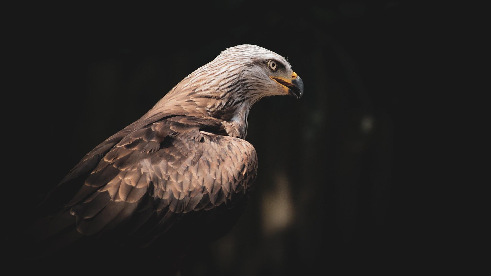 Roofvogels bij Kinderboerderij SKIK met ‘het verhaal van de adelaar’