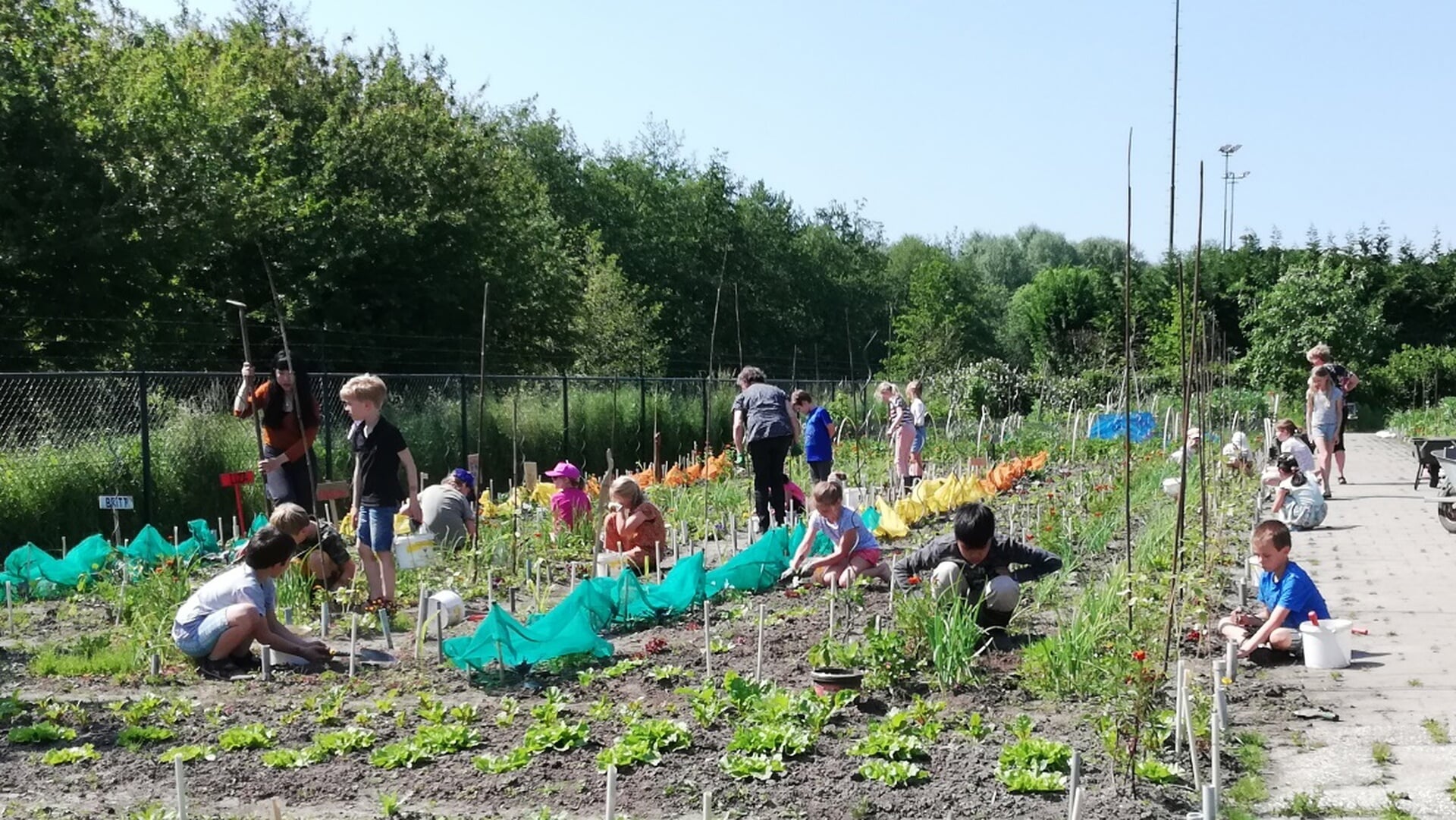 Moestuinieren voor kinderen