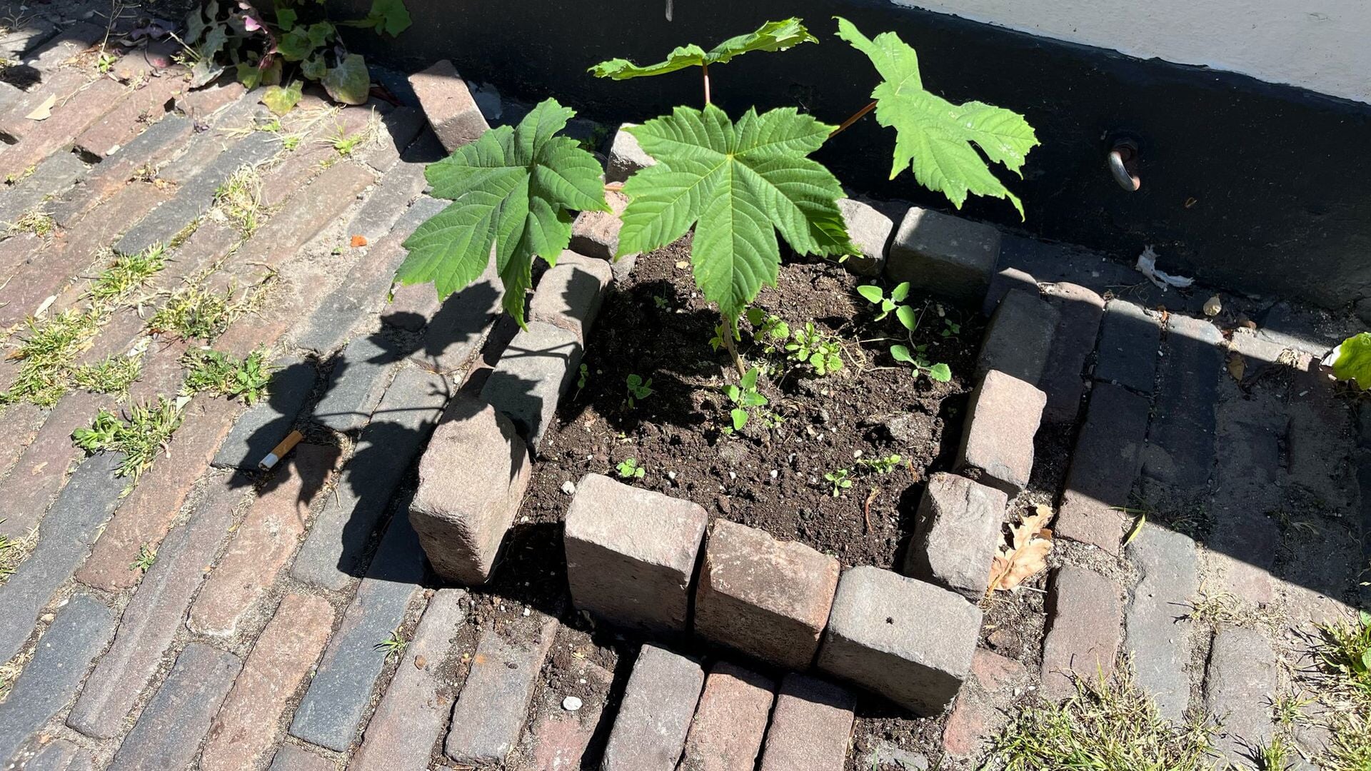 Groeiende geveltuintjes in Haarlem