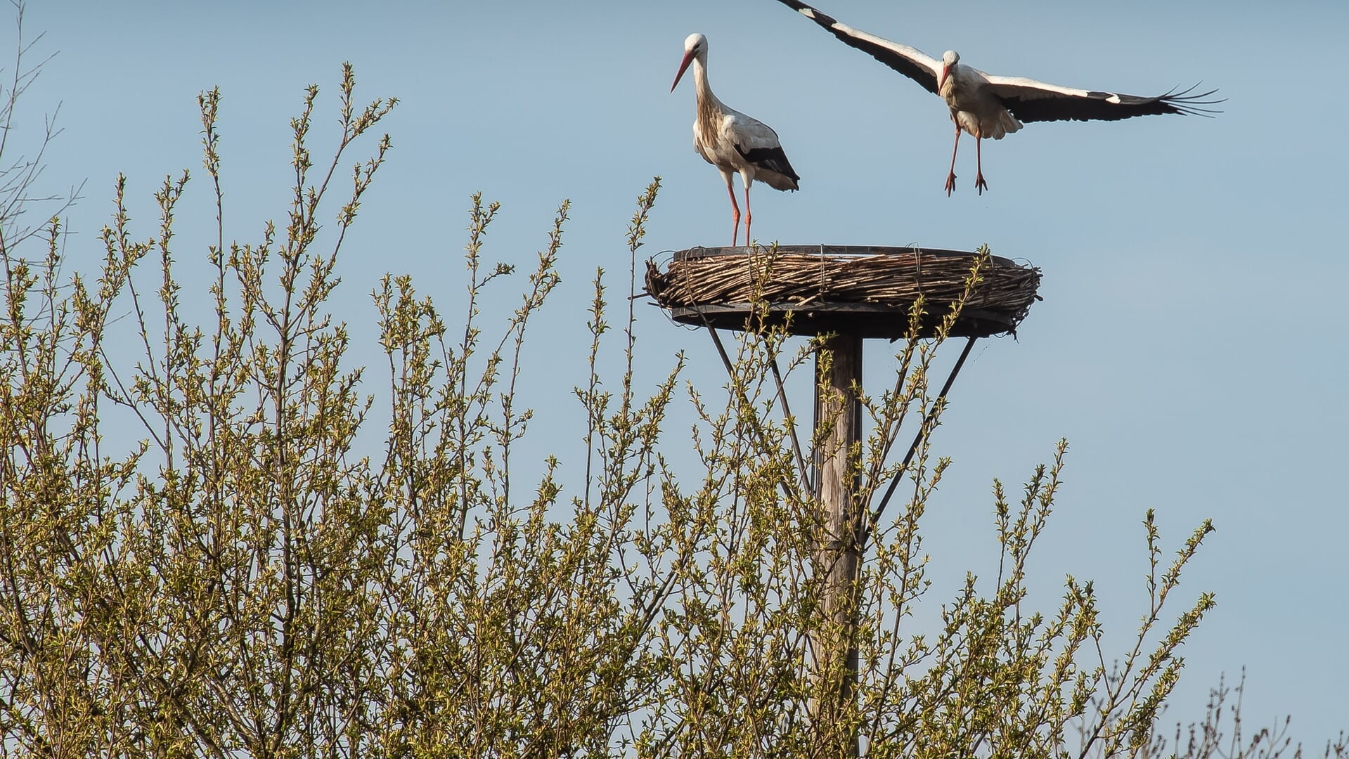Babygeluk langs Waterlandlaan: twee ooievaarskuikens geboren