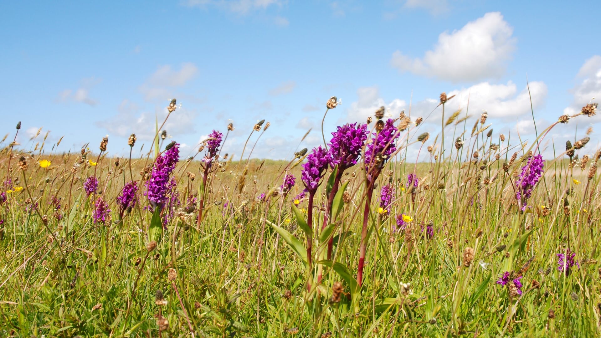 Nu te zien: wilde bloemen en orchideeën