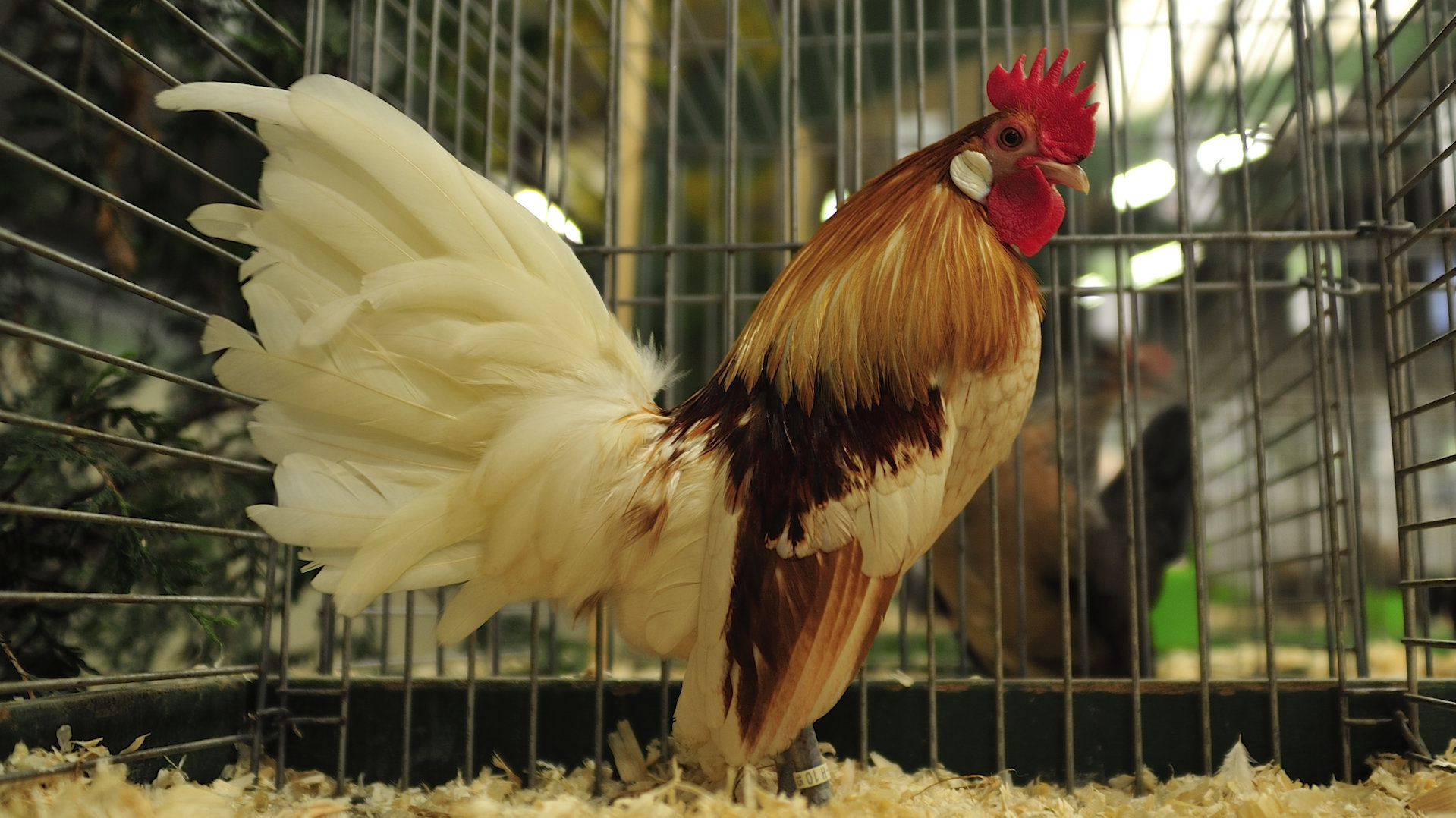 Ruim 540 dieren te bewonderen tijdens kleindierententoonstelling