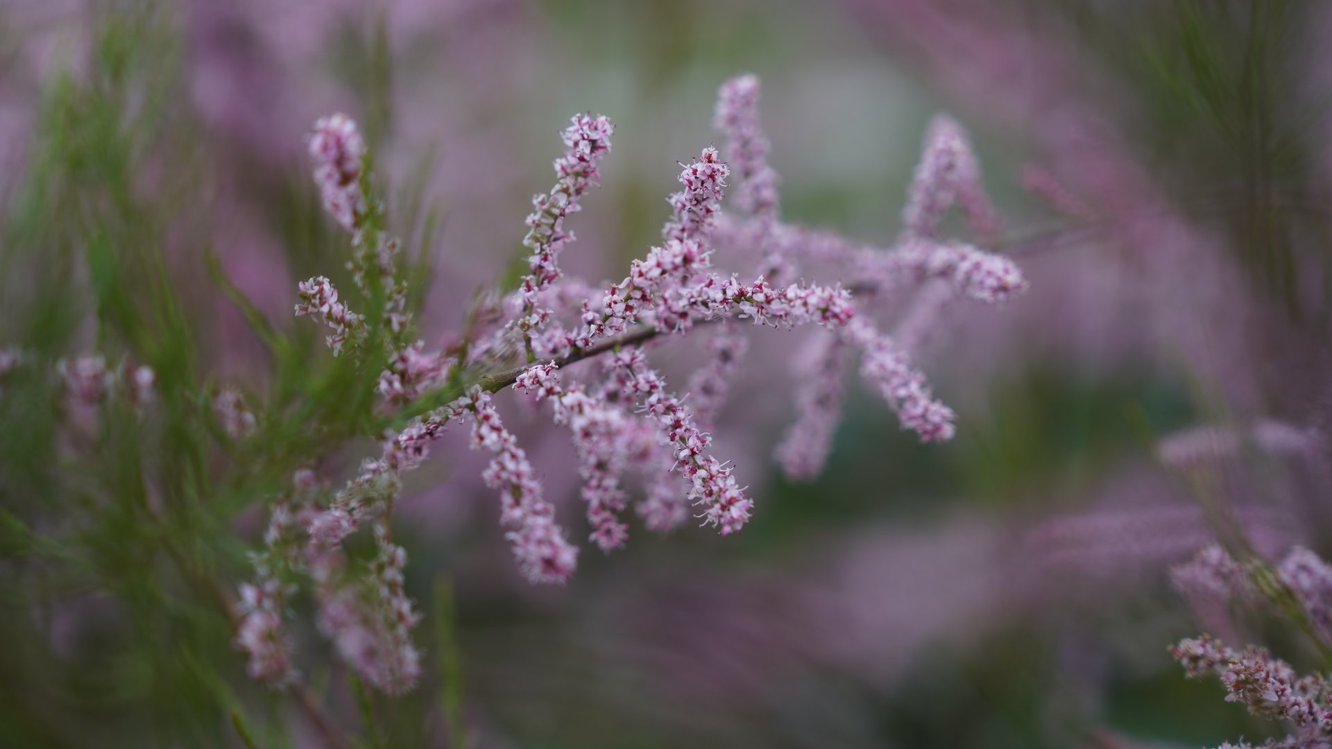 Allerzielenviering in Eerde
