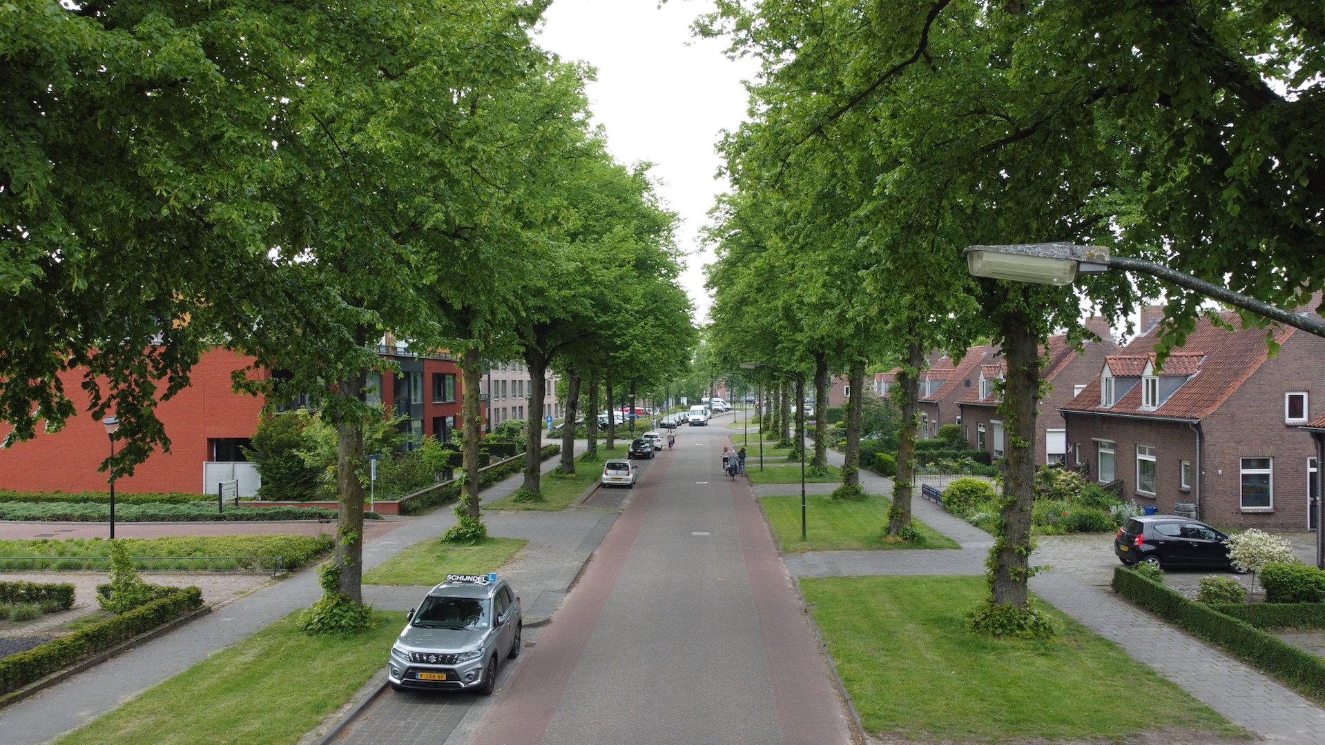 Meierijstad wil bomen beter beschermen en overlast objectiever beoordelen
