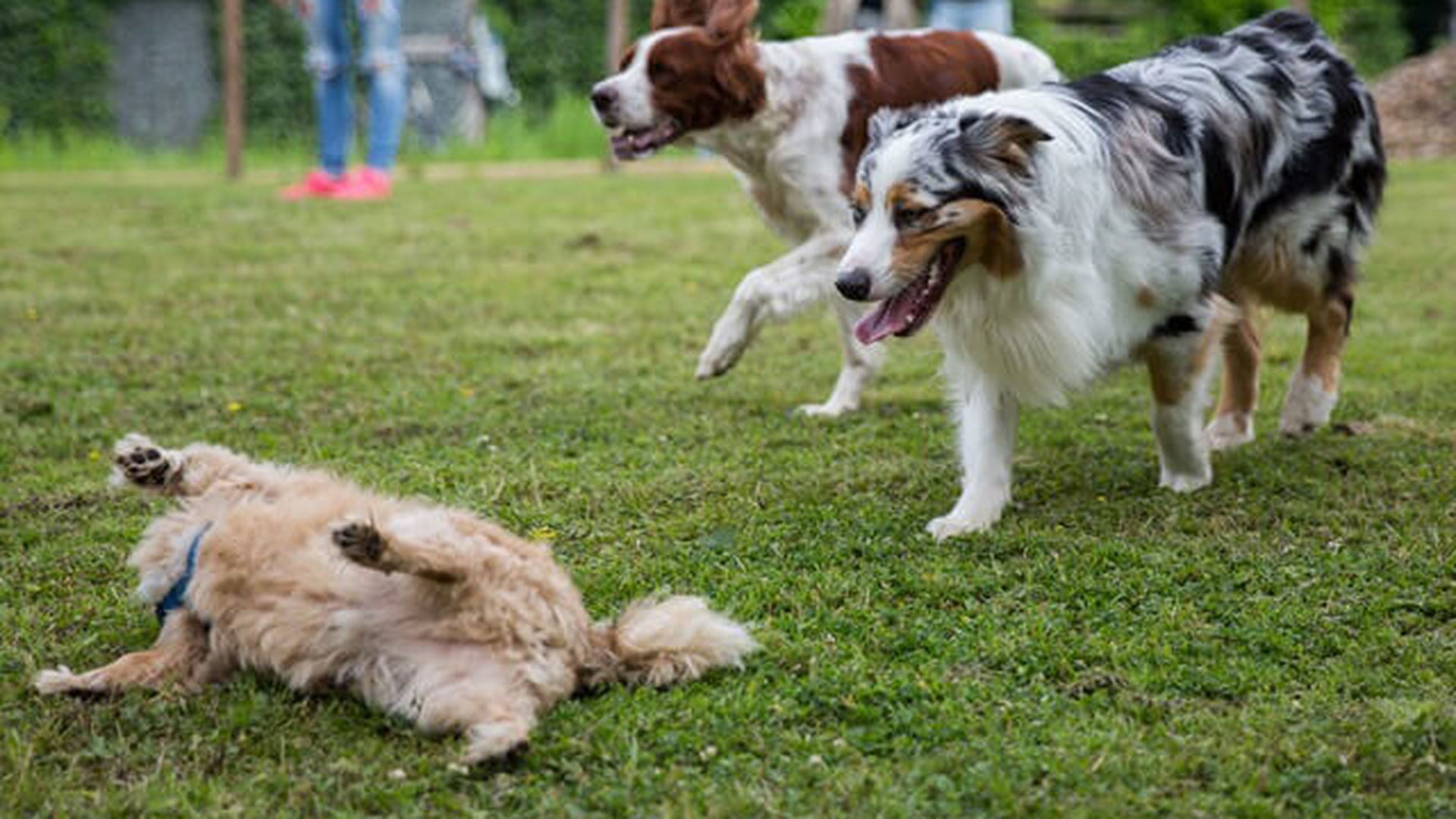 Honden moeten mogelijk wijken voor kinderen op De Hullen