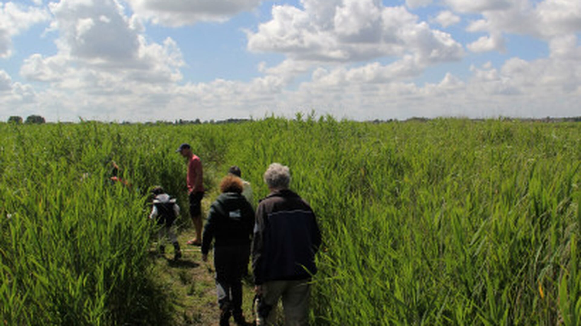Op zoek naar eetbare en bruikbare planten in het Ilperveld