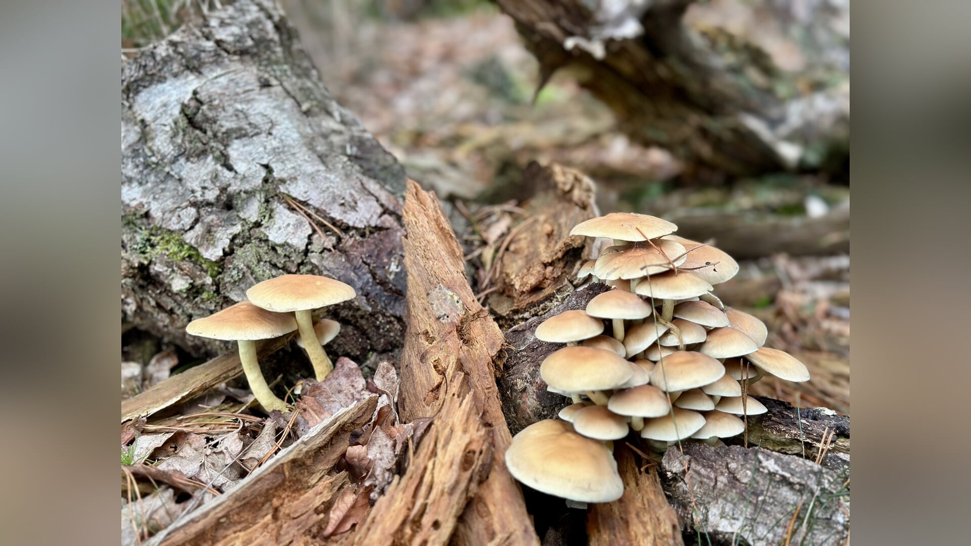 Lezing over paddenstoelen in Brinkhoeve