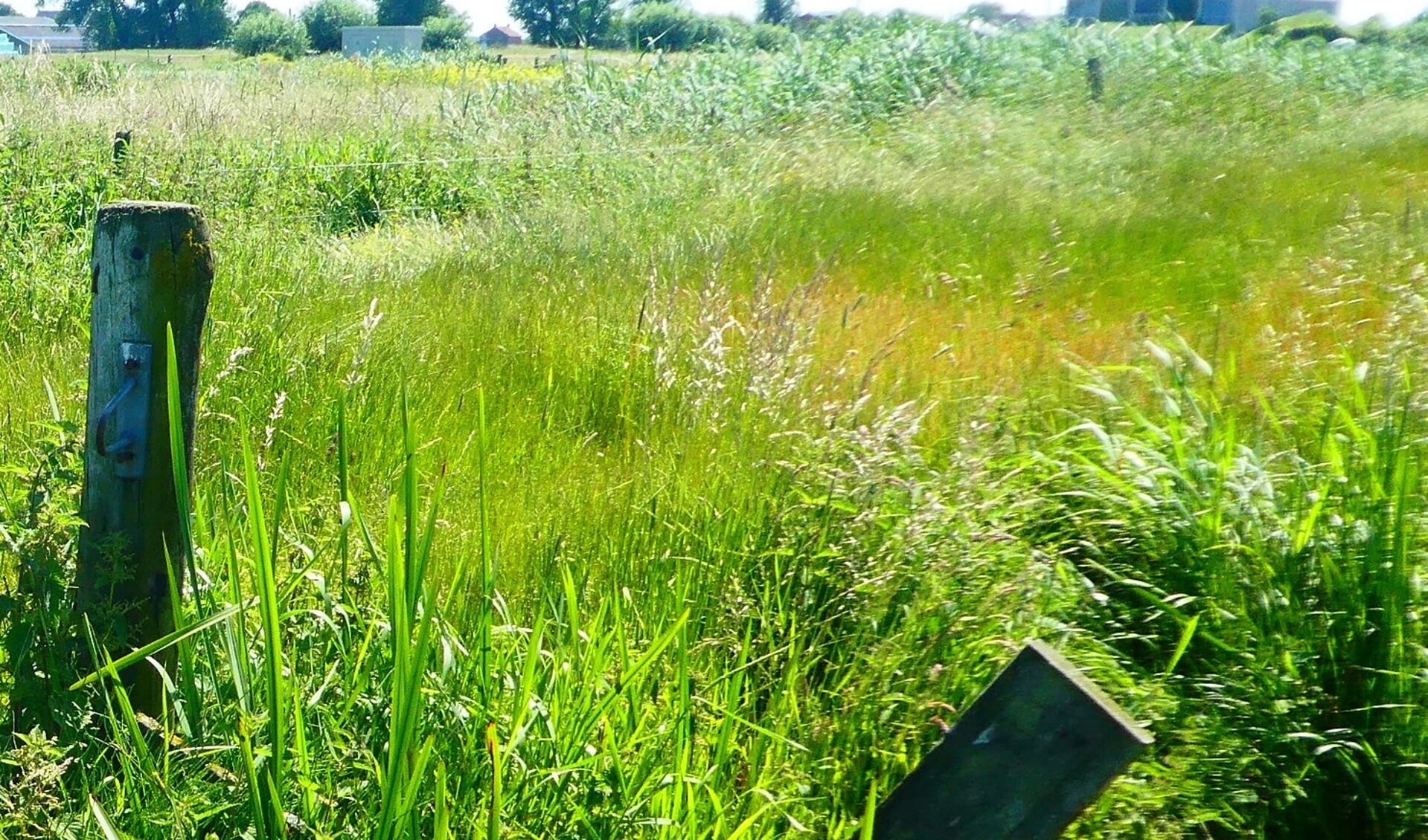 IVN fietstocht met natuurwandeling naar het Eiland van Schalkwijk bij Tull en ‘t Waal