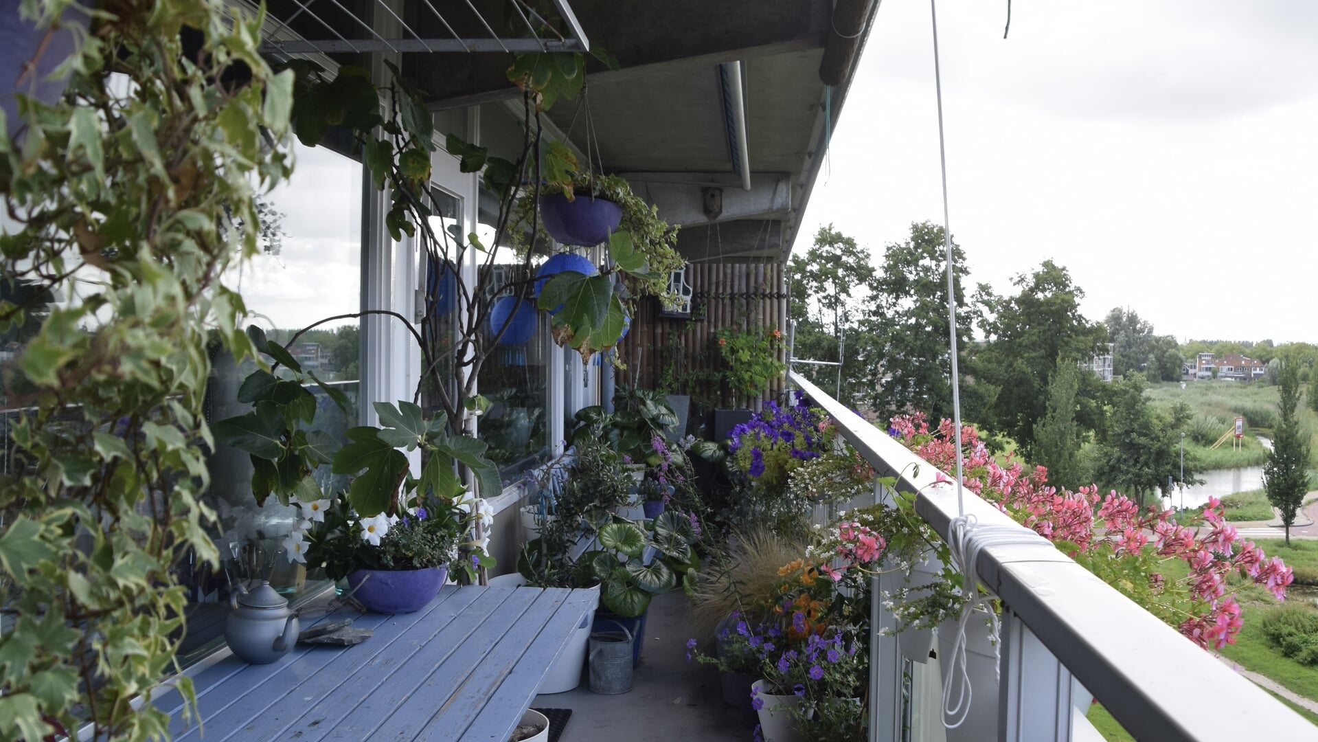Weelderige balkontuin van Tanneke Marchildon uit Wormer Tuintje van de Week