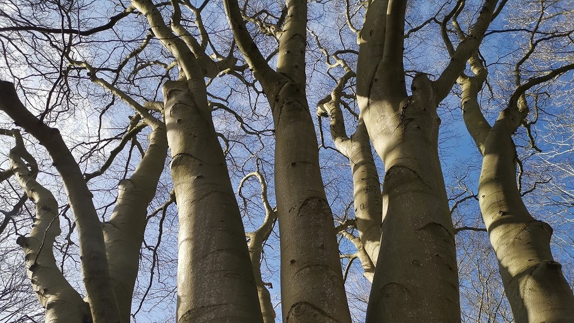 Fiets langs eeuwenoude bomen in de Schoorlse Duinen