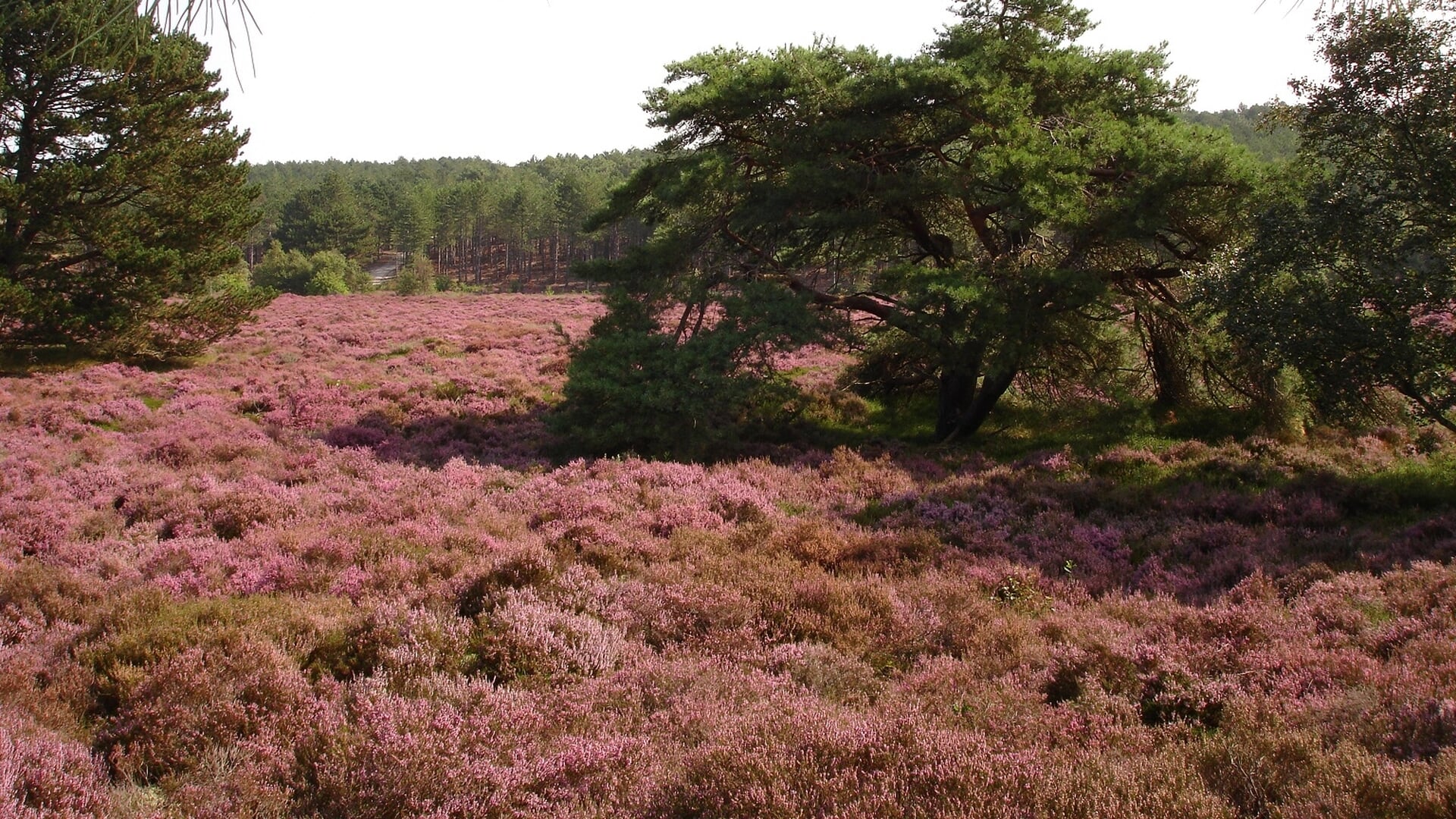 Heidewandeling door de Schoorlse Duinen
