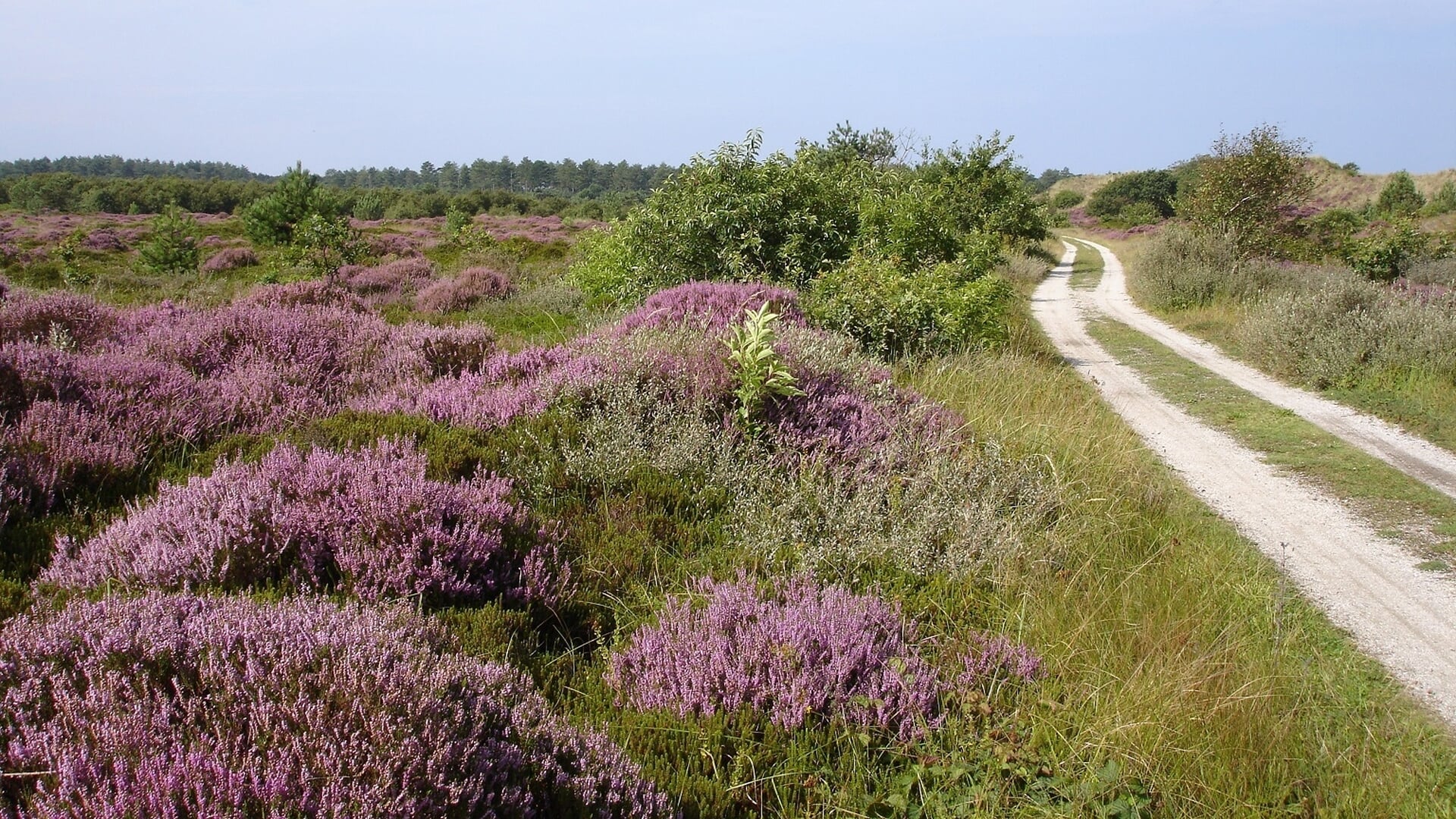 Ontprikkelen tussen bos en duin