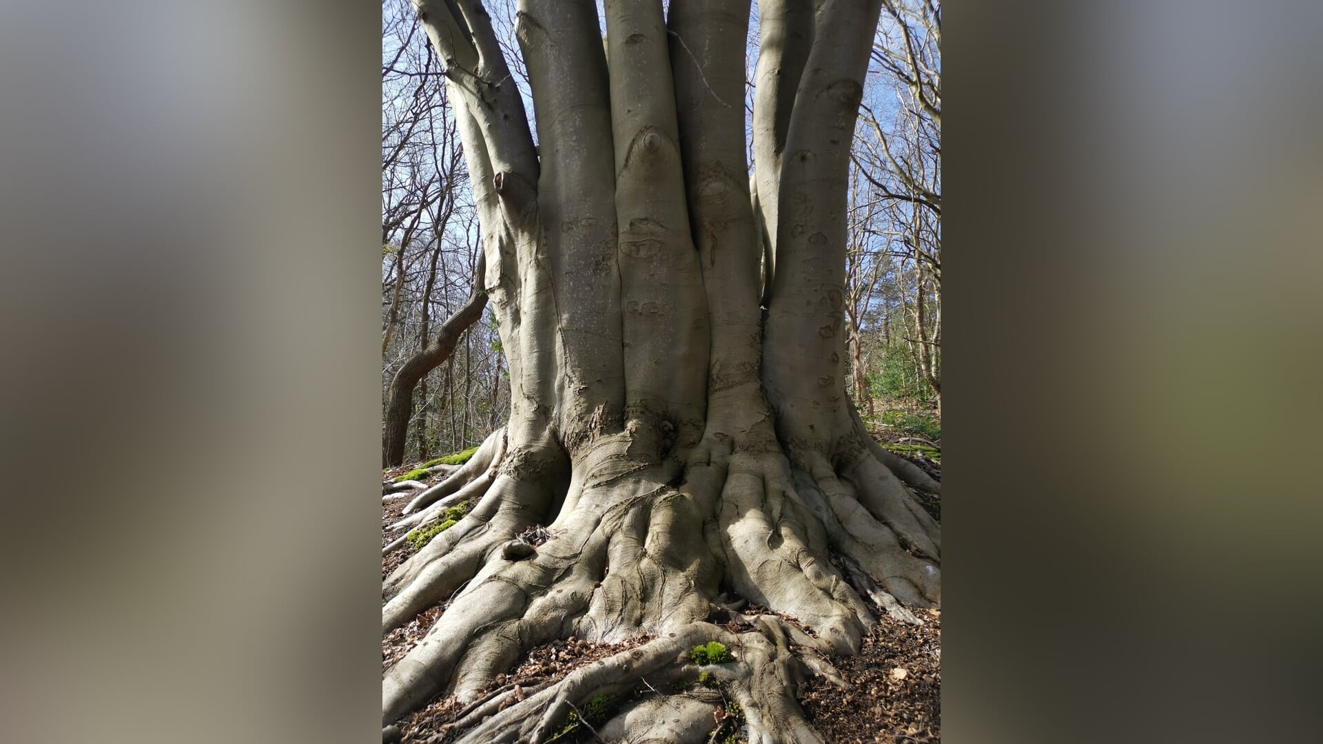 Op pad met de boswachter door de Schoorlse Duinen