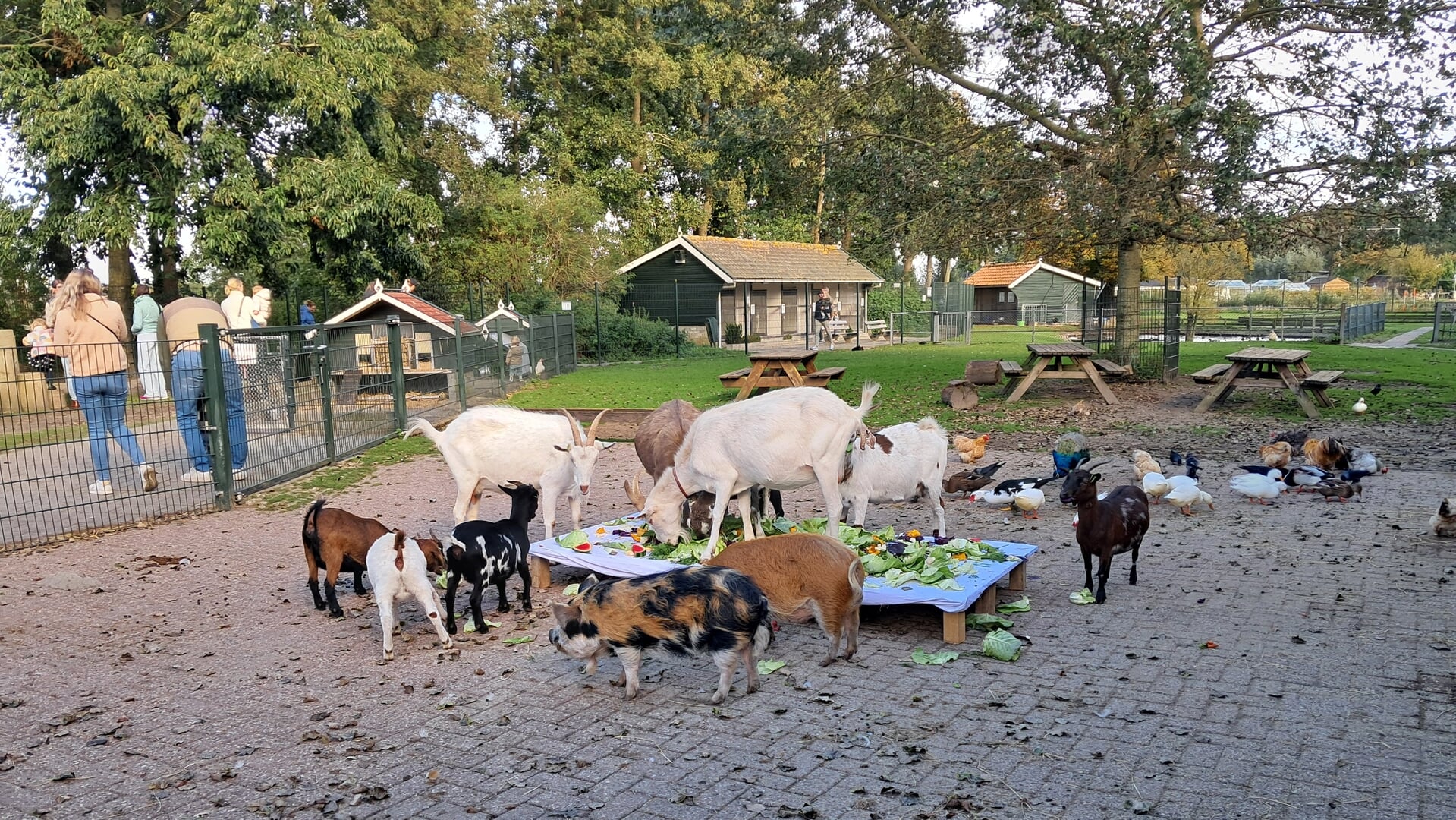Dierendag op kinderboerderij Jong Leven in Sint Pancras