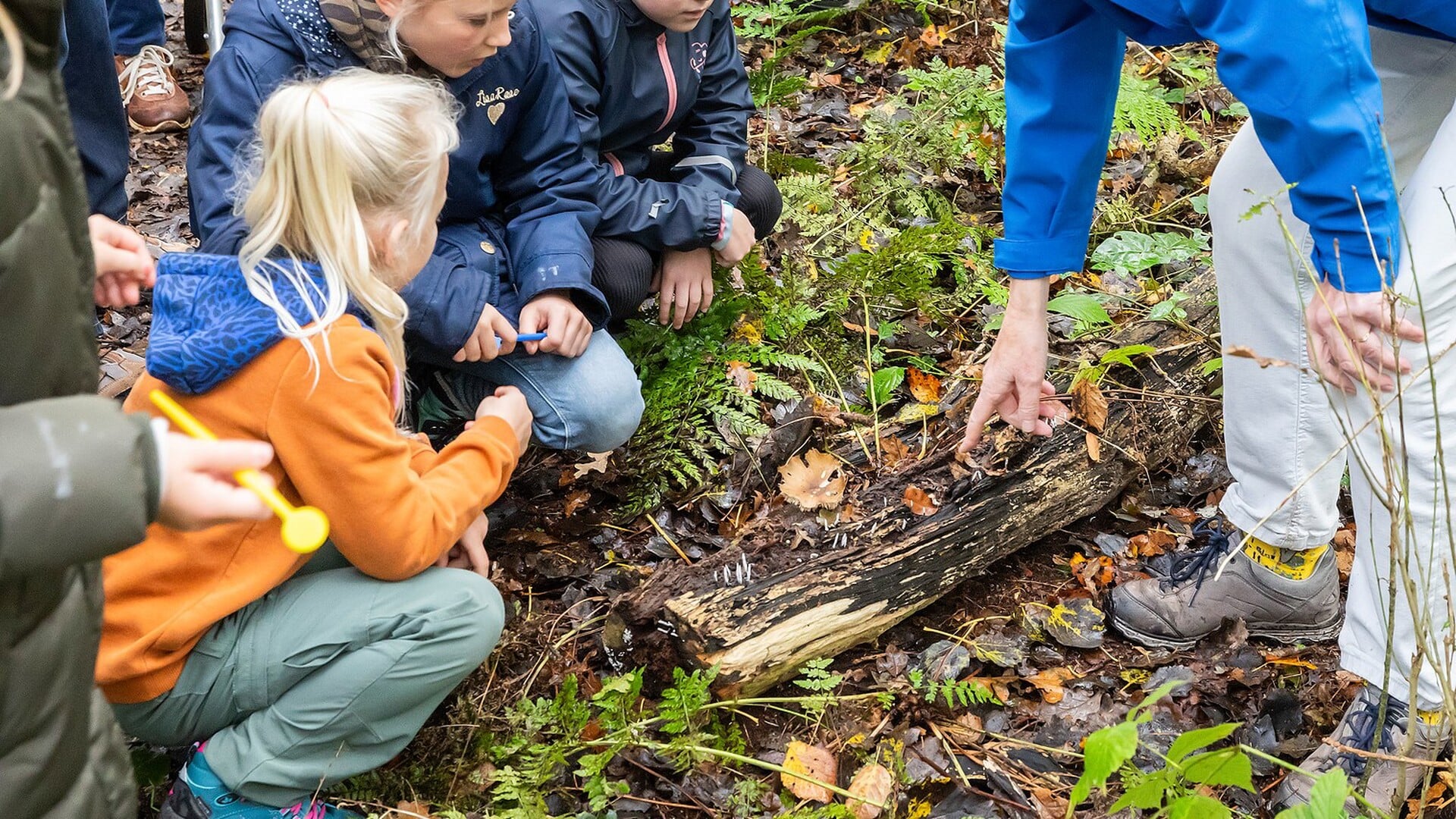 Paddenstoelendag in Wildrijk