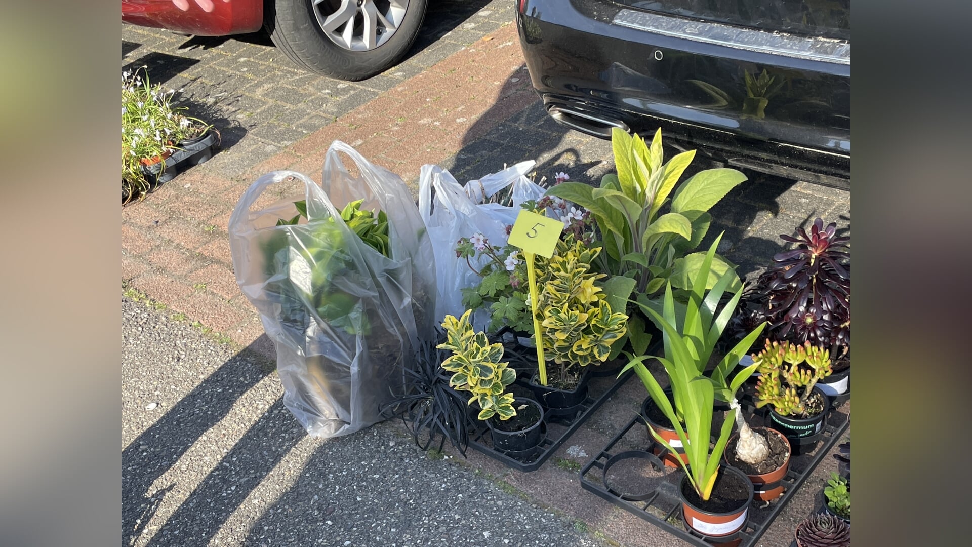Geef je planten een tweede leven op de Plantenruilbeurs