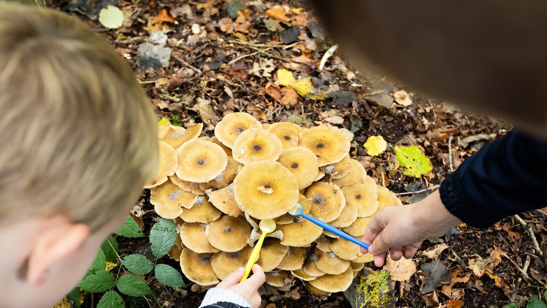 Paddenstoelen zoeken in de Donkere Duinen