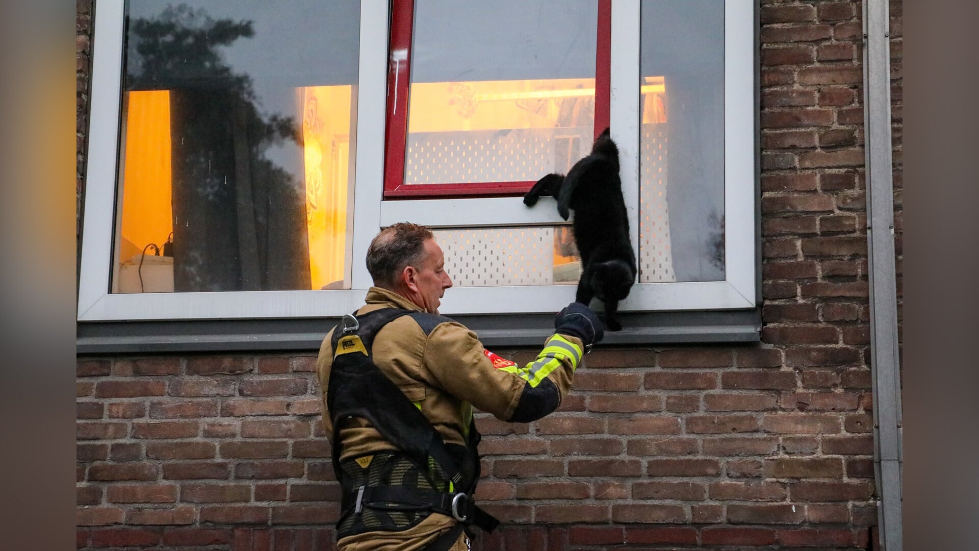 Brandweer redt gewonde kat uit kiepraam van woning aan Schulpweg in Velsen-Noord