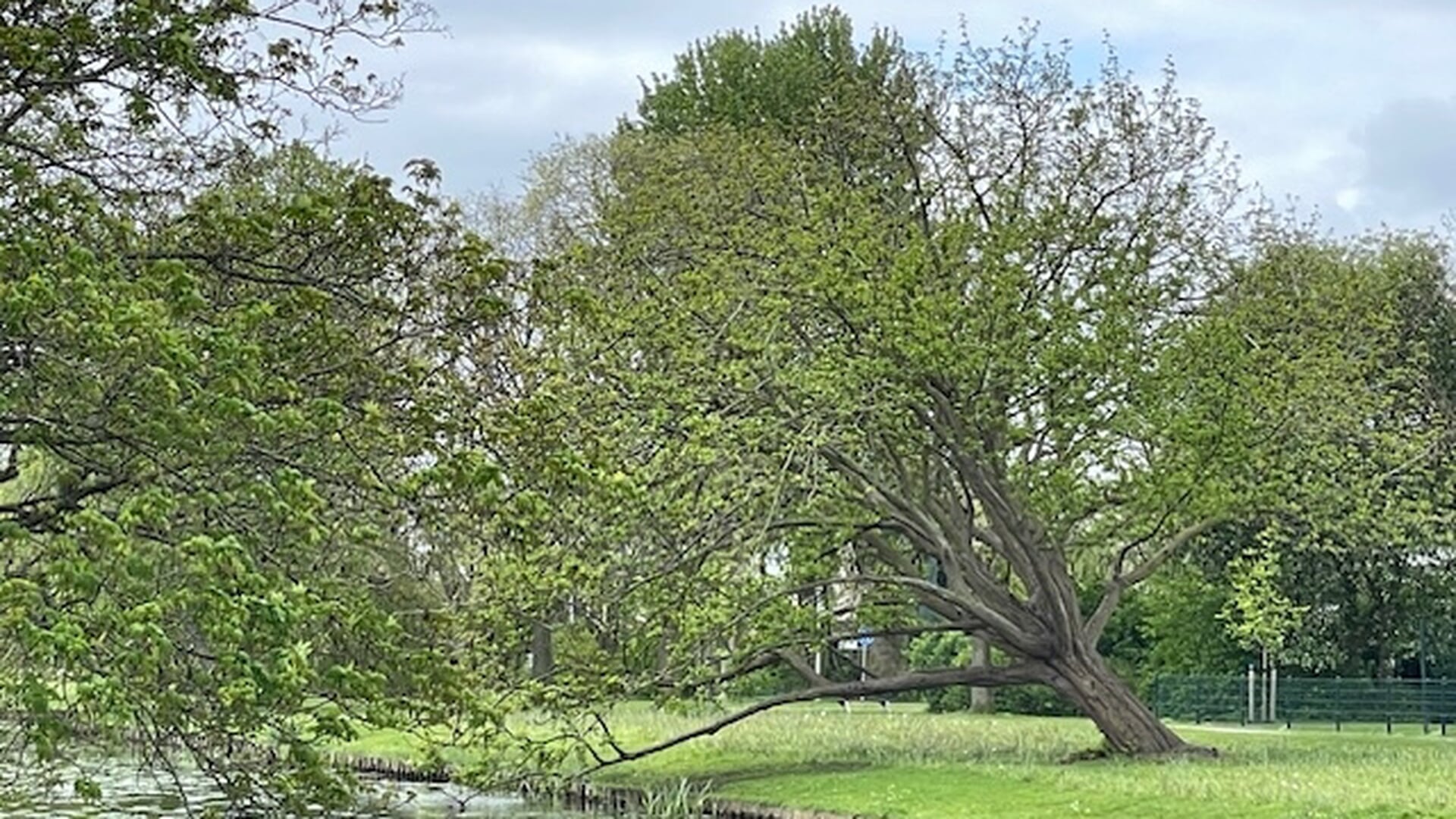 Ontdek de waarde van Westlandse bomen tijdens herfstactiviteiten in het Hofpark