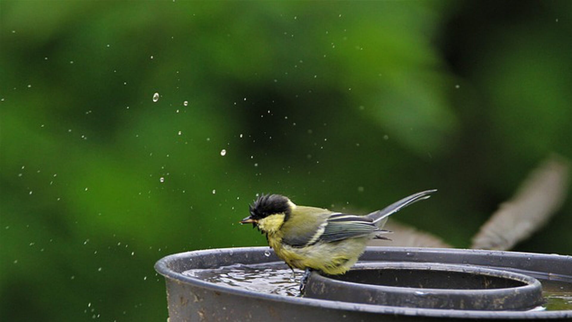 Tips voor vogelvriendelijke tuin