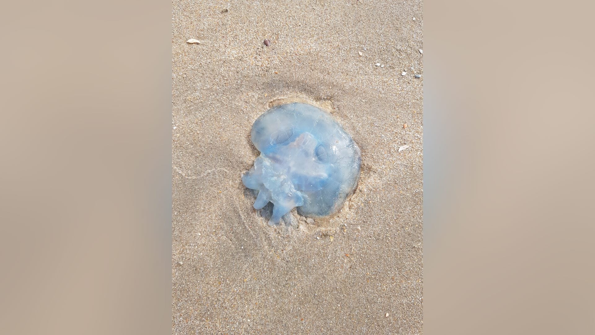 Verborgen dieren in de Noordzee ontdekken tijdens strandexcursie