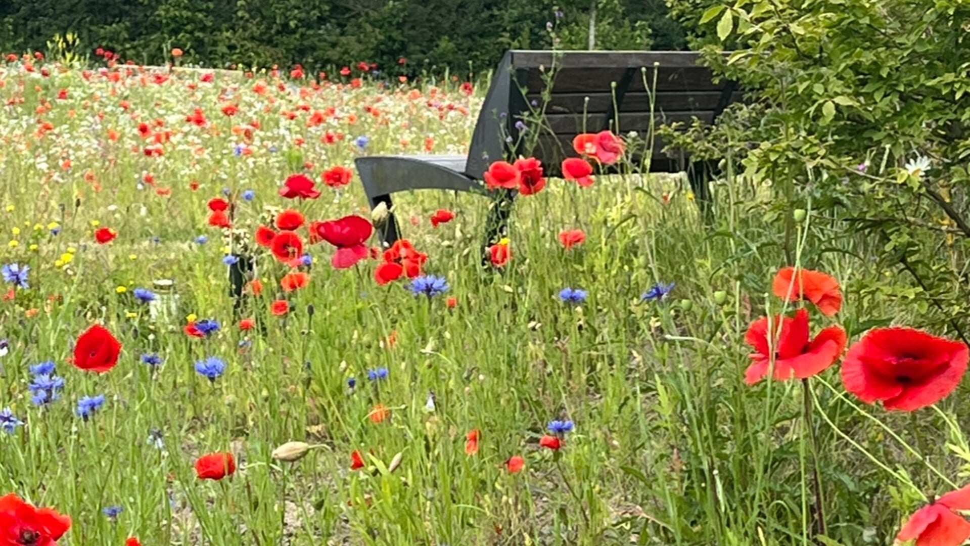 Herdenking Allerzielen bij Begraafplaats Onderlangs