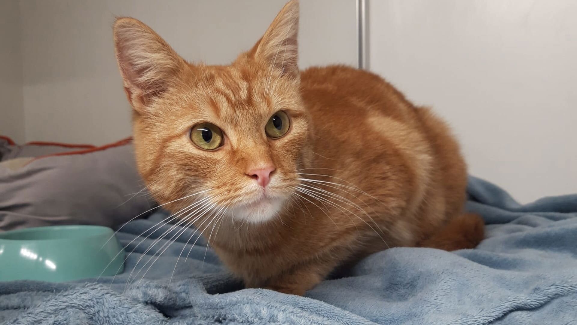 Rode kater Thor liep bijna 50 kilometer weg van baasje