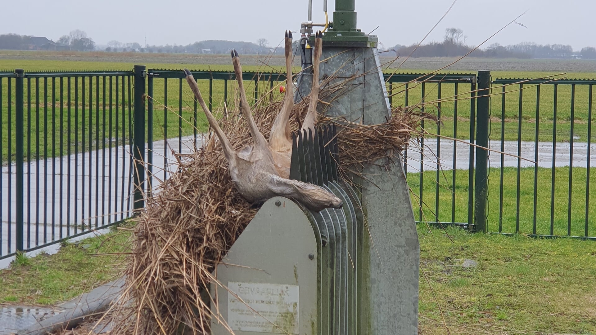 Wandelaar stuit op verdronken ree in Rasquert